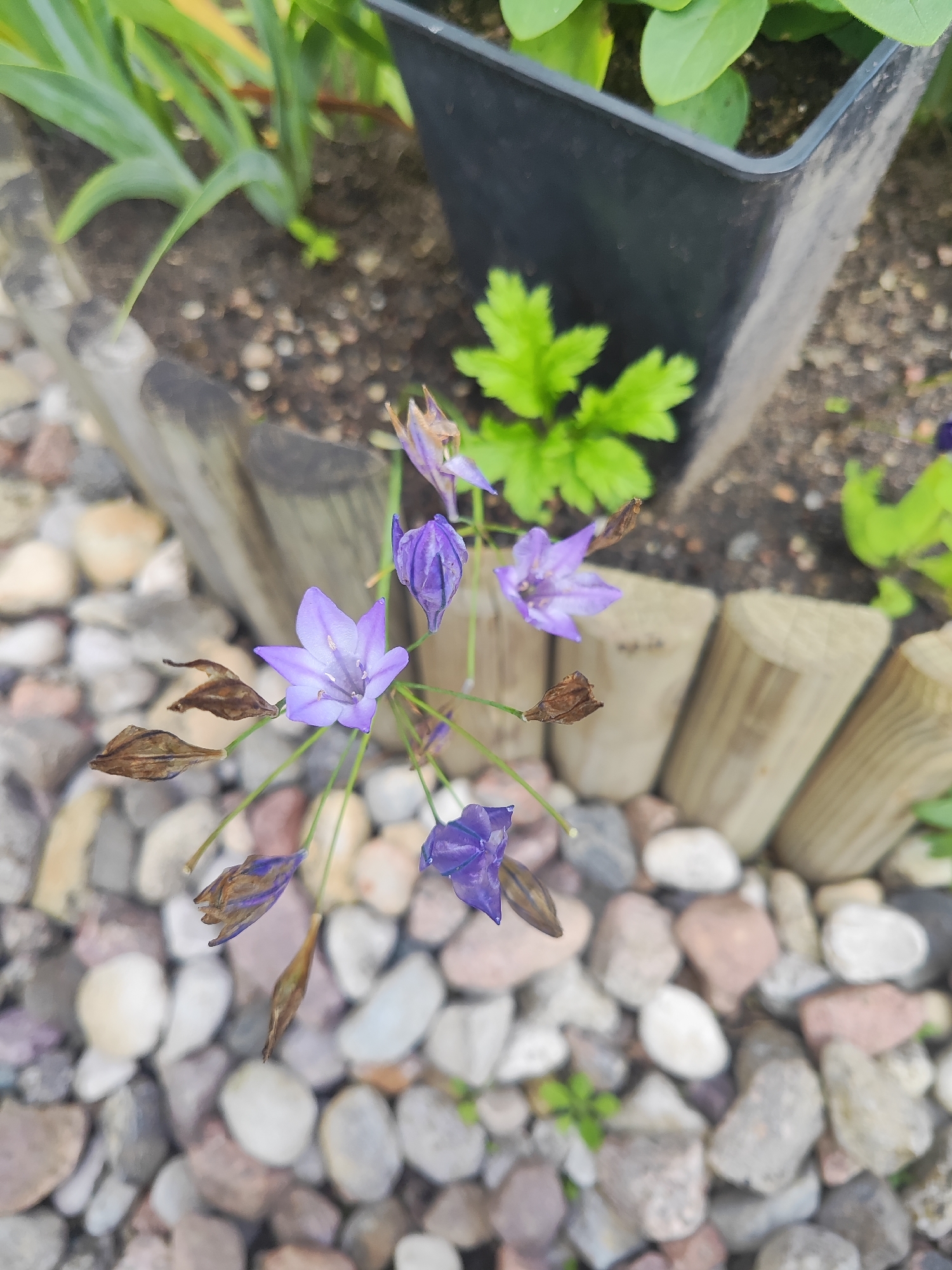 The image is a close-up shot of several purple bell-shaped flowers with thin stems. Some of the flowers are in bloom, while others are closed buds or dried remnants. The flowers are growing in a garden bed, surrounded by small, multi-colored pebbles. In the background, there is a black plastic planter with green leaves and a wooden border made of rounded logs. The lighting suggests it is daytime. No people are present in the image. The scene appears to be a small garden or planter box.