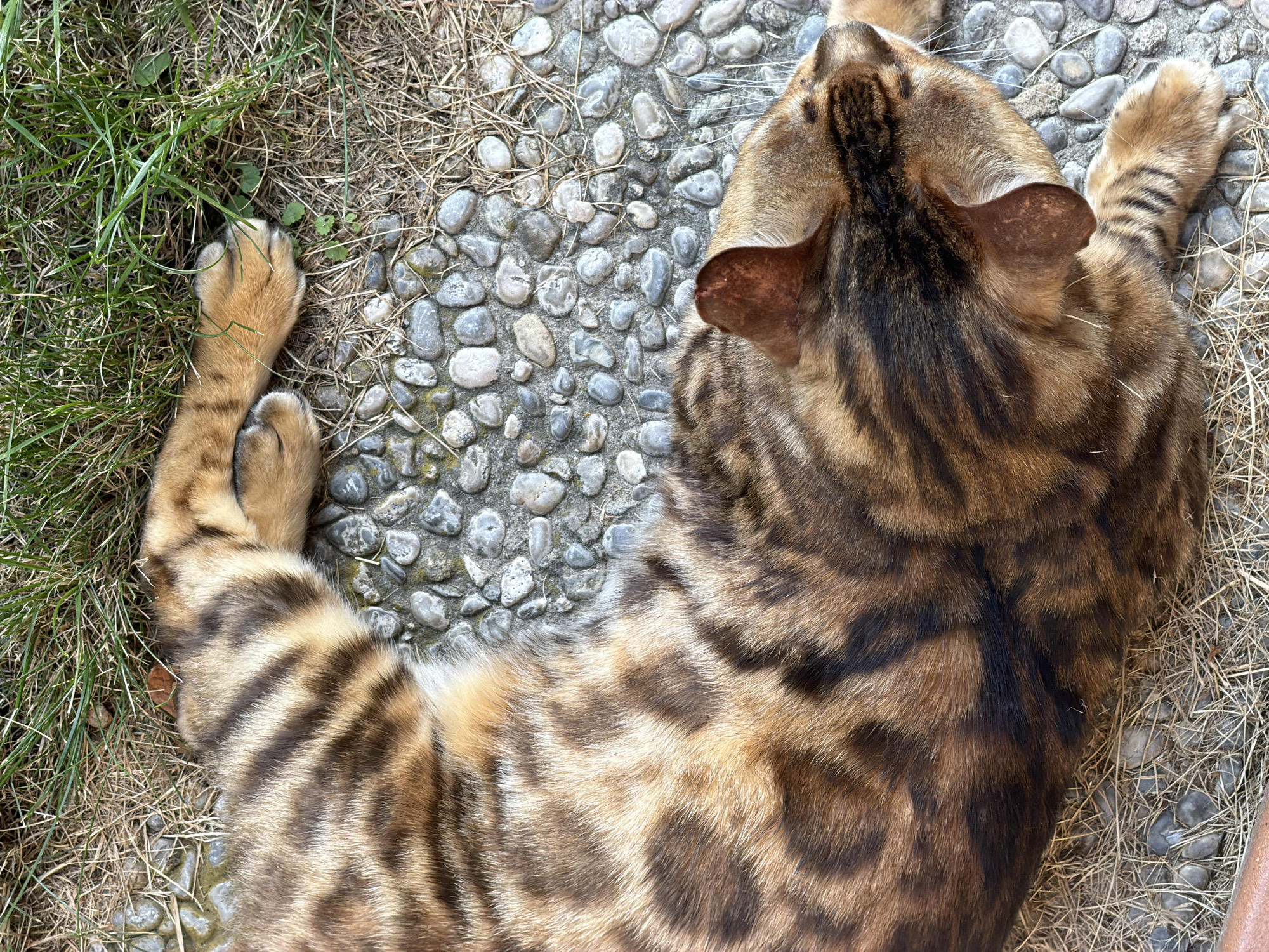 The image shows a close-up, overhead view of a Bengal cat lying on a textured surface composed of small, smooth, grey and white pebbles, dry grass, and green grass. The cat's fur is a mix of golden brown with distinct black rosettes and stripes, characteristic of the breed. Its paws, with visible claws, are resting on the pebbles and grass. The cat's head is visible in the lower right portion of the image, with its ears pointed forward and its eyes closed or looking away. The lighting suggests it is daytime, casting natural shadows. The scene appears to be outdoors, possibly in a garden or patio area. There is no indication of the specific location within Garmisch-Partenkirchen, Germany, as there are no discernible landmarks or identifying features.