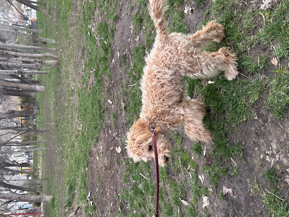 A light brown, curly-haired dog, resembling a Poodle or Poodle mix, is the primary subject, positioned in the lower-middle portion of the frame. It wears a dark reddish-brown collar with a silver-colored clasp and a matching leash attached. The dog is in motion, walking from right to left, with its left front paw slightly elevated, and its head oriented forward and slightly to the left. The scene is an urban park in Yerevan, Armenia.
The immediate ground consists of an uneven mix of short green grass and exposed dark brown soil, with sparse dried leaves scattered throughout. In the mid-ground, numerous slender, leafless deciduous trees with light grey bark are visible, indicating late winter or early spring. Beyond the trees in the far background, indistinct urban structures, including buildings with some visible windows or commercial fronts, are present, confirming the park's city location. Human figures are faintly discernible walking in the distance near these structures, and one building exhibits a reddish-orange tint. The lighting is diffused natural light, consistent with an outdoor setting.