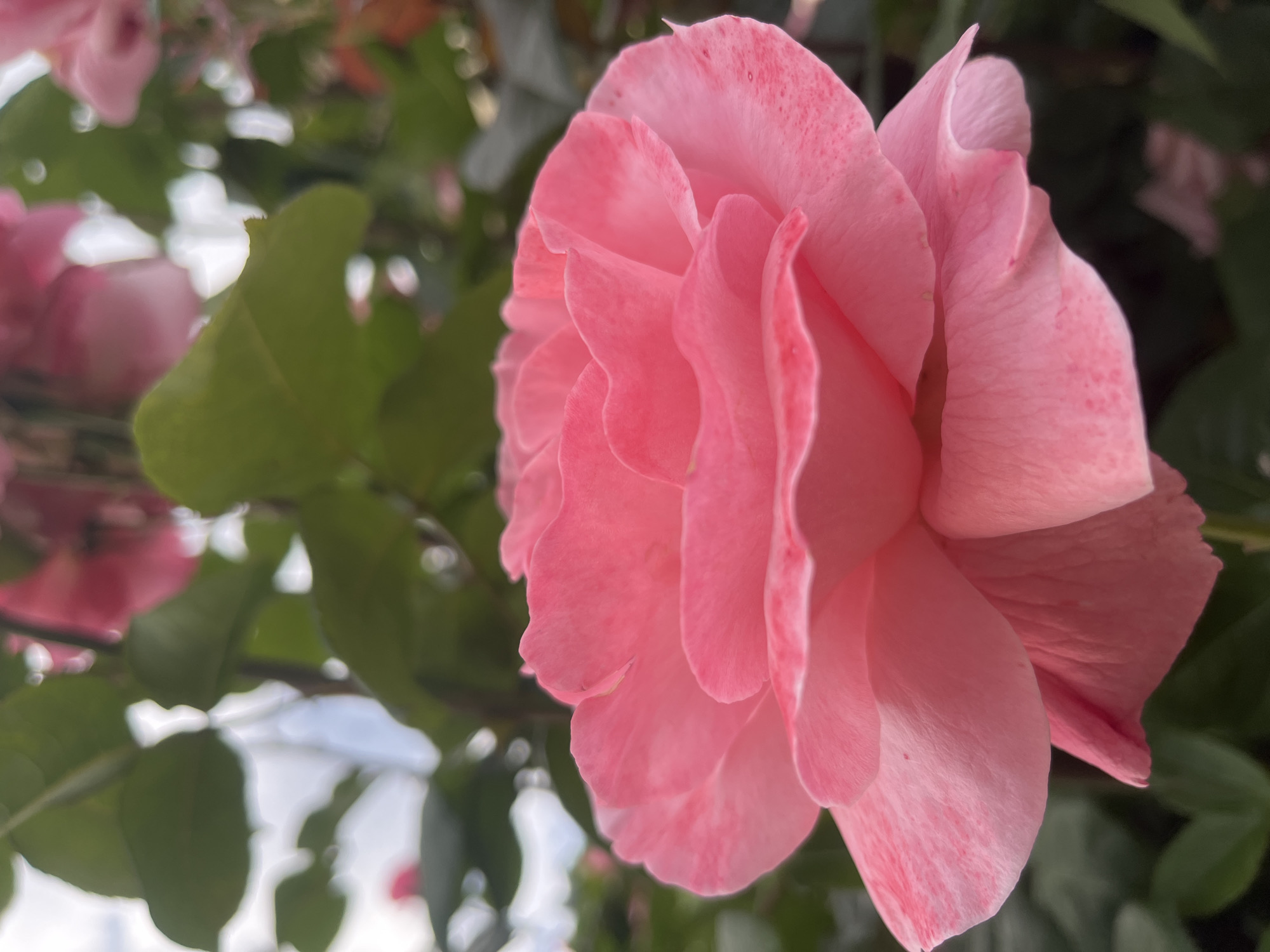 A close-up photograph shows a pink rose in full bloom. The petals are layered and textured, with subtle variations in shade. The rose is positioned on the right side of the frame, with foliage and hints of other pink blossoms in the background, slightly out of focus. The location is unspecified, and there is no indication the photo was taken in Krasnodar, Russia.
