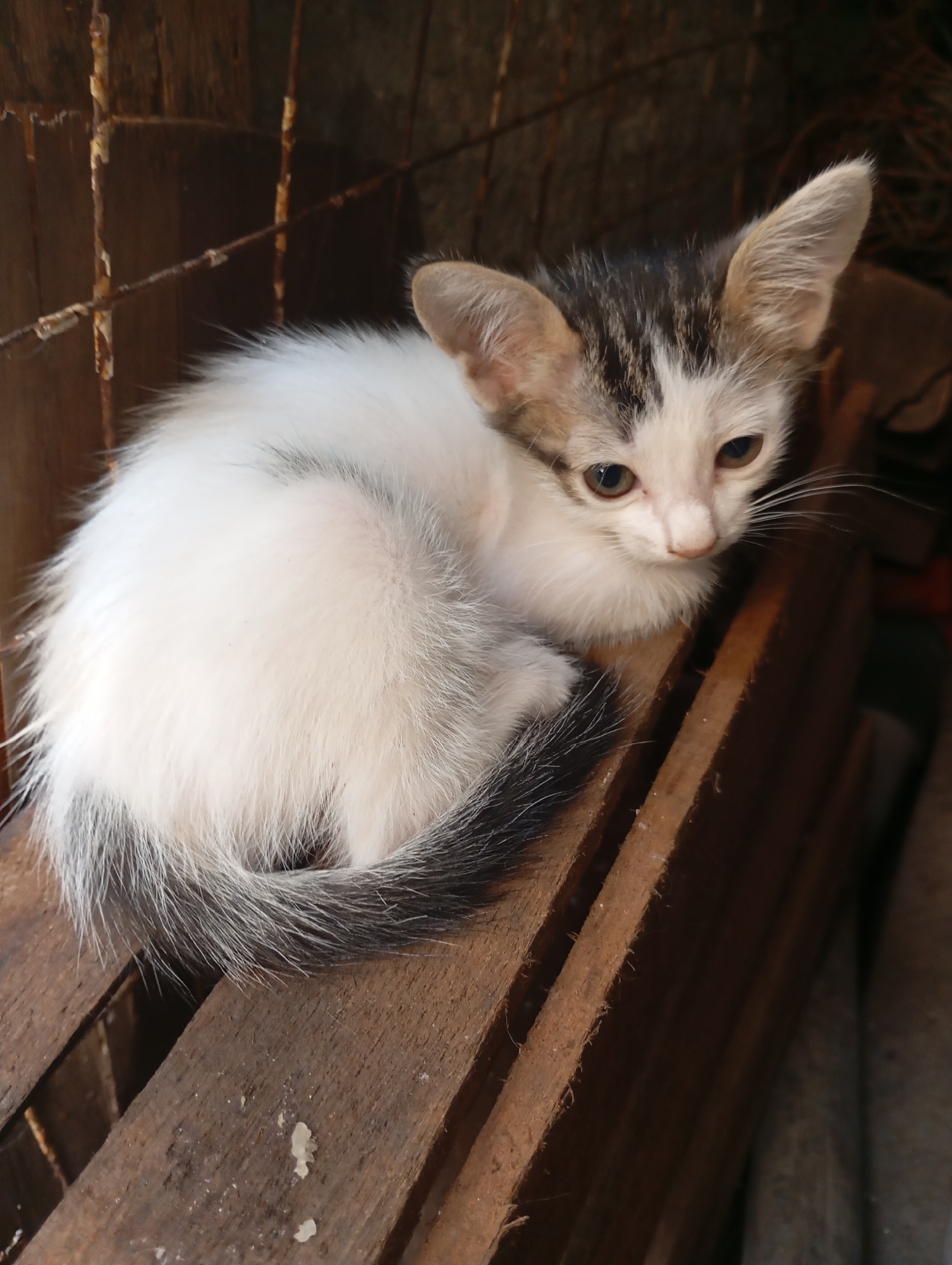 A young kitten with white and grey tabby markings is curled up on weathered wooden planks. The kitten's fur is fluffy, and its tail is wrapped around its body. Its ears are large and pointed, and its eyes are looking to the right. The background consists of a rustic, possibly outdoor, setting with wooden textures and a hint of metal bars. The scene is lit by natural light, casting shadows that emphasize the textures of the wood and fur. The image appears to be taken in Balikpapan, Indonesia, given the prompt.