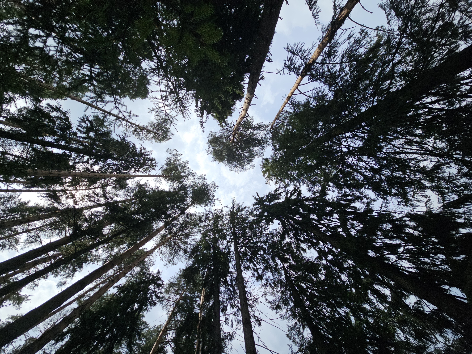 The image shows a low-angle view looking up at tall trees with dark green foliage against a cloudy sky. The trees are densely packed, creating a canopy effect. Several tree trunks are visible, some slender and light-colored, others thick and dark. Branches and needles are silhouetted against the sky. The scene depicts a natural environment, likely a forest or a densely wooded area. The image is a photograph taken outdoors. The location in the city of Ulitkino, Russia is provided contextually.
