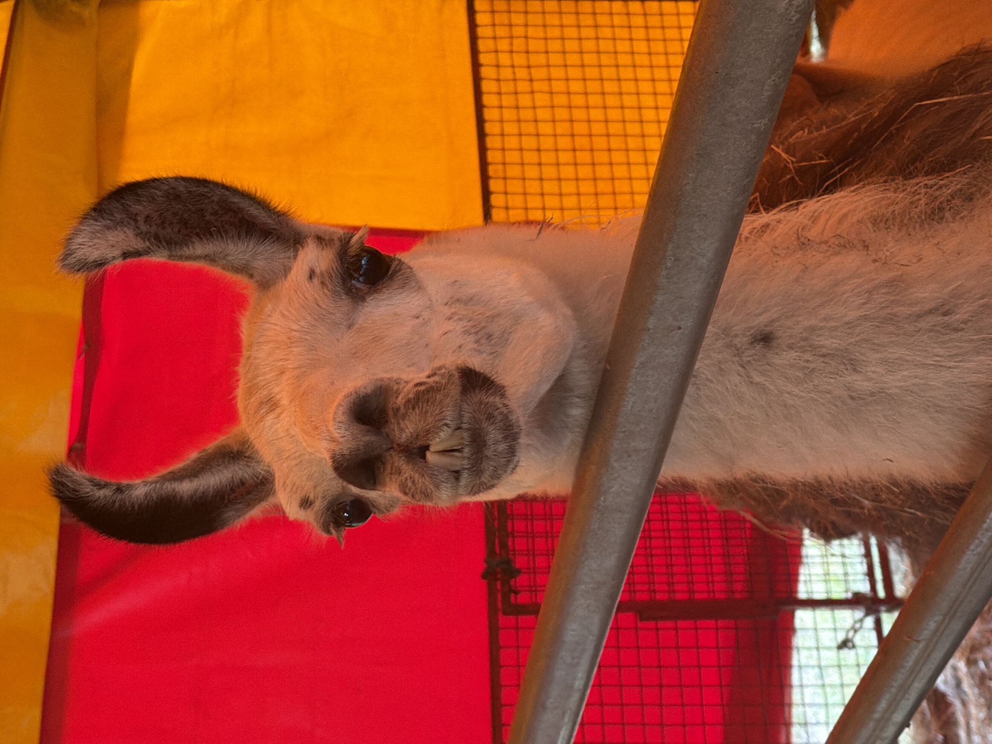 A close-up, head-on shot of a llama is presented, featuring its face prominently in the foreground. The llama has large, dark eyes, prominent front teeth that are slightly exposed, and two pointed ears that curve upwards. Its fur is light brown and white, with darker markings around its eyes and ears. The background is a vibrant split of red on the left and yellow on the right, possibly a circus tent. A metal bar runs horizontally across the lower portion of the image, partially obscuring the llama's neck and chest. Behind the llama, a wire mesh fence is visible, suggesting an enclosure. The lighting is bright, casting a warm glow on the scene. The location is Louny, Czechia.