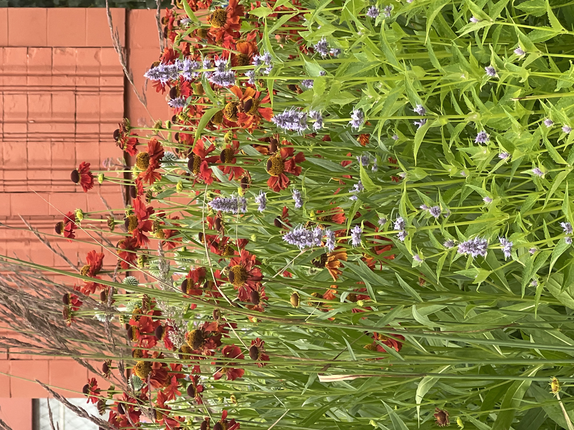 The image depicts a close-up view of a dense flower bed filled with a variety of blooming plants. The dominant flowers are reddish-orange with yellow centers, appearing to be Helenium varieties, commonly known as sneezeweed. Interspersed among them are spikes of small, lavender-blue flowers, likely from a species of Agastache, also known as hummingbird mint or giant hyssop. Tall, slender green stalks and wispy, dried grasses are also prominent, creating a layered effect. In the background, a textured, reddish-orange brick wall is visible, suggesting an urban or architectural setting. The overall scene suggests a well-maintained garden or a naturalistic planting. This image was taken on Sėlių Street in Vilnius, Lithuania. There are no people or animals visible in the frame.