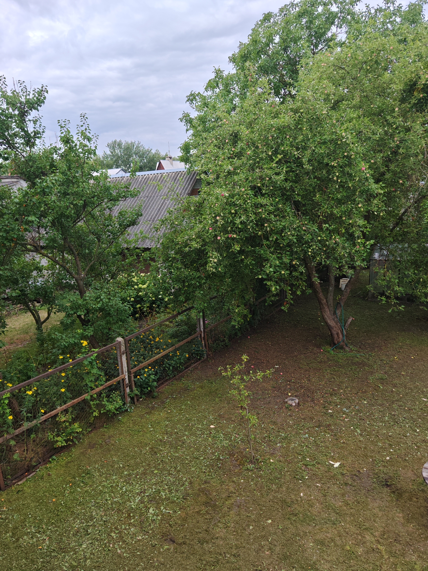 The image depicts a backyard scene in Brest, Belarus, under a cloudy sky. A large, mature apple tree dominates the right side of the frame, laden with numerous small, green and reddish apples. The tree has a thick, textured trunk and branches that extend throughout the upper portion of the image. To the left, another, smaller tree with lighter green foliage stands closer to a weathered, rustic fence. This fence, constructed of wood and metal mesh, encloses a garden area filled with yellow flowers and lush green plants. Beyond the fence and trees, the grey, corrugated roof of a building is visible, suggesting residential or outbuilding structures. The ground in the foreground is covered with patchy green grass, interspersed with fallen leaves and some cut grass. A few fallen apples are scattered on the ground beneath the main apple tree. A thin, young sapling stands in the middle ground of the lawn. The overall impression is of a well-established, slightly unkempt garden in a rural or suburban setting.
