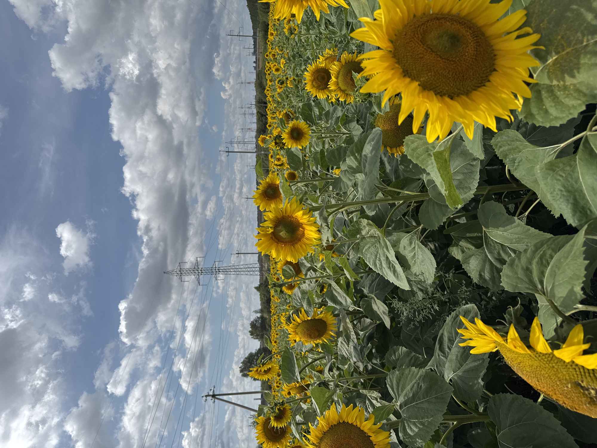 This image depicts a vast field of sunflowers under a partly cloudy sky. The sunflowers, in full bloom with bright yellow petals and brown centers, dominate the foreground and extend into the midground. Their large green leaves are lush and vibrant. In the background, several power transmission towers and lines crisscross the horizon, suggesting the presence of industrial infrastructure. The overall environment appears to be rural or semi-rural, with a hint of a wooded area on the far right. The sky is a mix of blue and white clouds, indicating fair weather. The image does not contain any people or animals. The location is specified as Kazyli, Russia.
