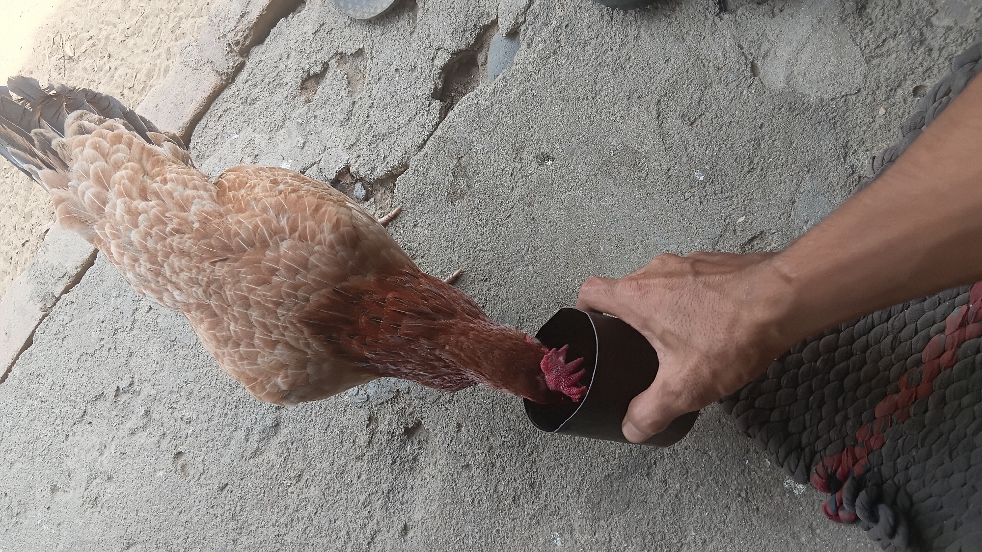 A person's hand holds a dark, cylindrical object from which a chicken is eating. The chicken, with brown and white feathers, has its head inside the object. The scene takes place on a rough, gray concrete surface. The environment appears to be outdoors, possibly in a yard or alleyway in Prabumulih, Indonesia.