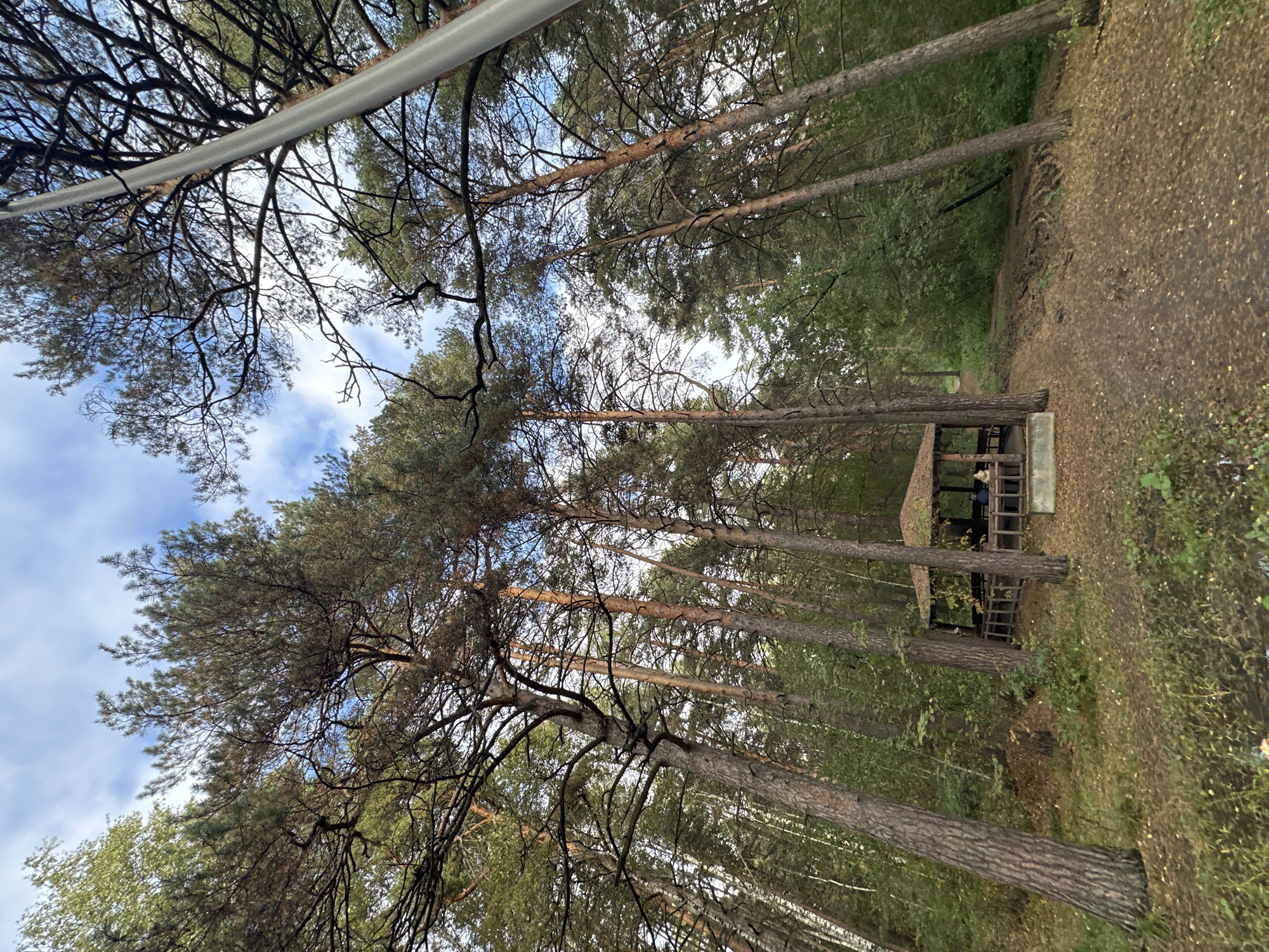 In a natural forest setting, a wooden gazebo with a thatched roof is situated on a dirt path. The gazebo contains benches and tables. Two people are seated within the gazebo. Tall pine trees and other foliage surround the area, with a bright blue sky with white clouds visible through the branches. A tall, slender metal pole stands to the right of the image, extending upwards. The ground is covered with fallen leaves and some sparse vegetation.
