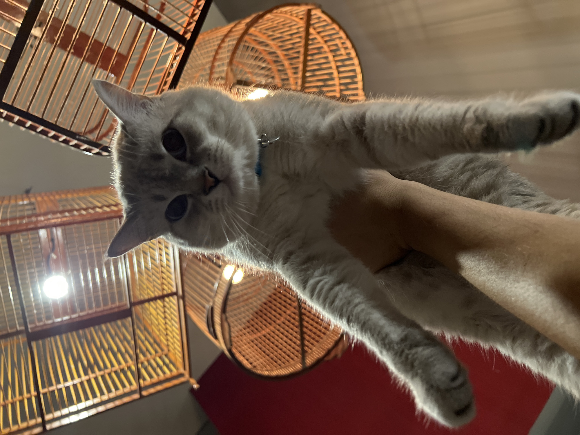 A low-angle shot captures a light gray cat being held up by a person's arm. The cat has dark eyes and a blue collar. The background features several large, woven light fixtures that are illuminated, casting a warm orange glow. The fixtures are hanging from a ceiling. Part of a red wall is visible on the left side of the image.