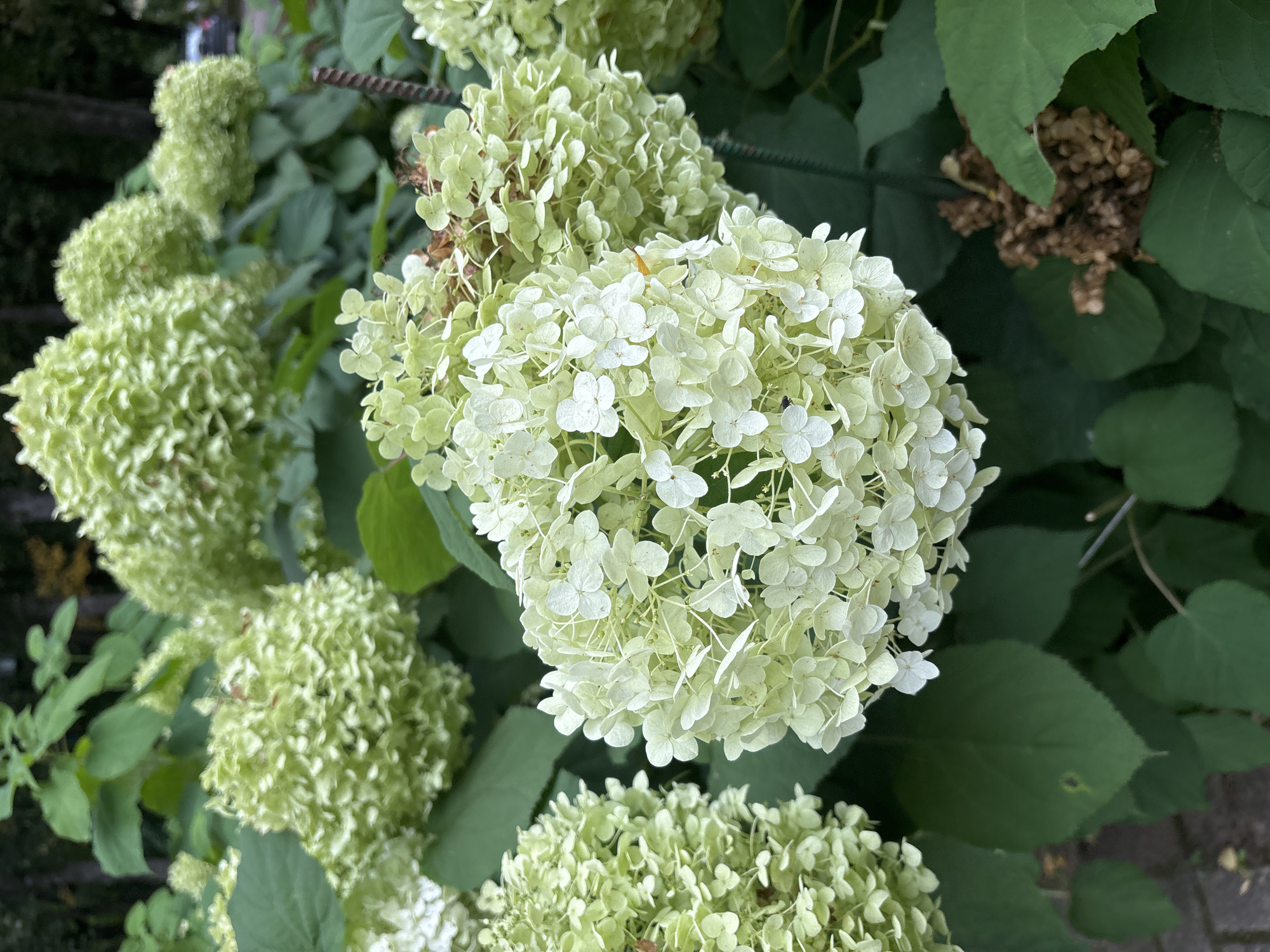 A cluster of light green hydrangea blooms is in the foreground of this outdoor, close-up, eye-level shot. The blooms are made up of many small, four-petaled flowers clustered together in a rounded shape. The leaves of the hydrangea plant are a dark green and are visible behind and below the blooms. In the background, out of focus, are more hydrangea blooms, foliage, and a hint of a paved area and some trees. One of the hydrangea blooms in the foreground has a tiny fly on it.
