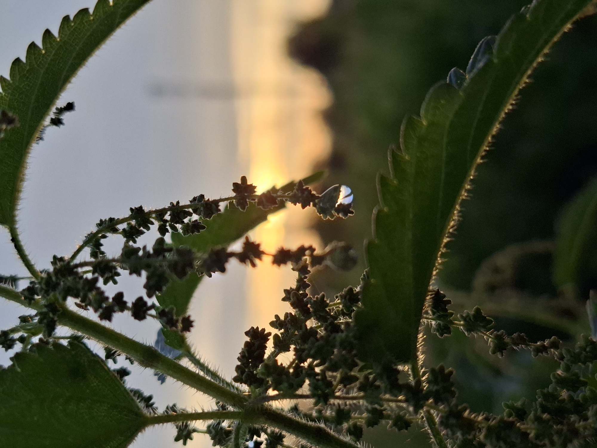 A close-up, low-angle, vertical outdoor photograph captures the details of a stinging nettle plant at sunrise. The plant's fuzzy stem and serrated green leaves are in sharp focus in the foreground. Dangling from the stem are clusters of small, dark seed pods. A single, clear water droplet hangs from one of these seed pods, reflecting the golden hues of the rising sun. The background is softly blurred, showing a warm, hazy sky with streaks of orange and yellow, indicating sunrise. Green foliage and indistinct shapes of trees or bushes are visible in the mid-ground and background. The lighting suggests an early morning environment. The image was taken in the city of Karsha, Russia. There are no people or animals visible in the frame.