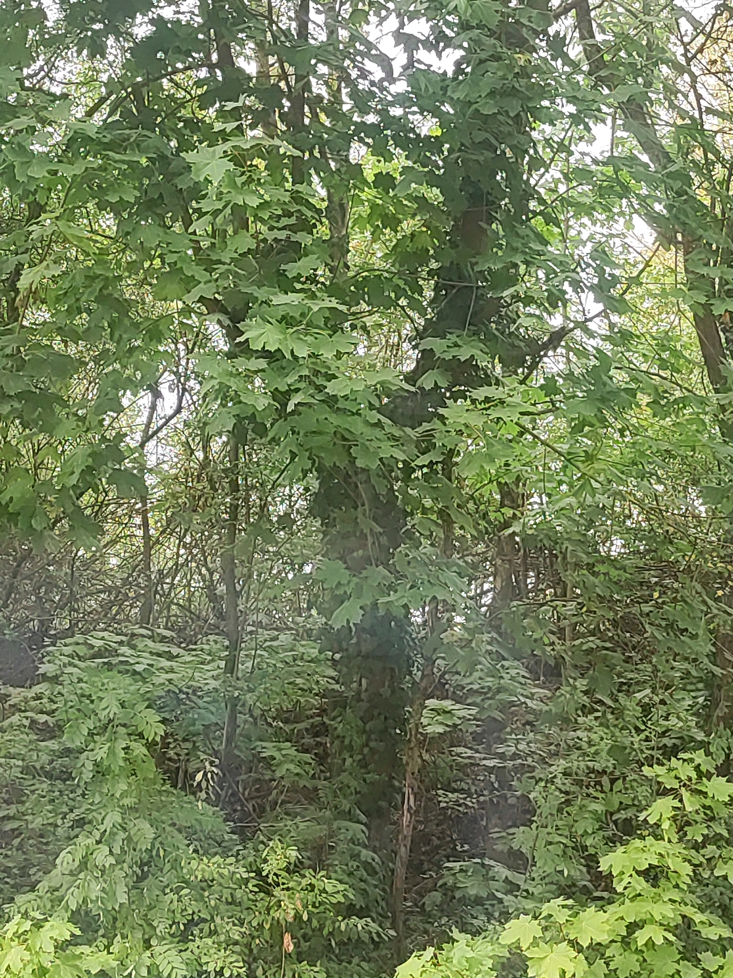 The image depicts a dense forest scene with a prominent tree trunk in the center, partially obscured by lush green foliage. The leaves are varied in shape and size, suggesting a mix of tree and plant species. Sunlight filters through the canopy, creating dappled light and shadow patterns on the leaves and ground. The undergrowth is thick, with smaller trees and bushes contributing to the overall dense appearance of the forest. The background shows more trees and vegetation, indicating a natural, wooded environment. There are no people or animals visible in the image. The scene appears to be located in a natural area within the city of Oberasbach, Germany, likely a park, nature reserve, or undeveloped wooded area.