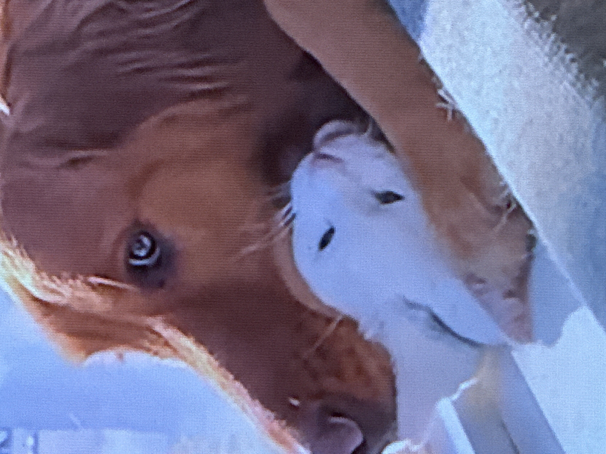 A close-up shot shows a golden retriever dog nuzzling a white rabbit. The dog's head is positioned above and to the side of the rabbit, with its nose touching the rabbit's head. The rabbit is lying down, facing towards the dog. The background is blurred and appears to be a light blue and white patterned surface. The image is well-lit, but the resolution is low, giving it a pixelated appearance.