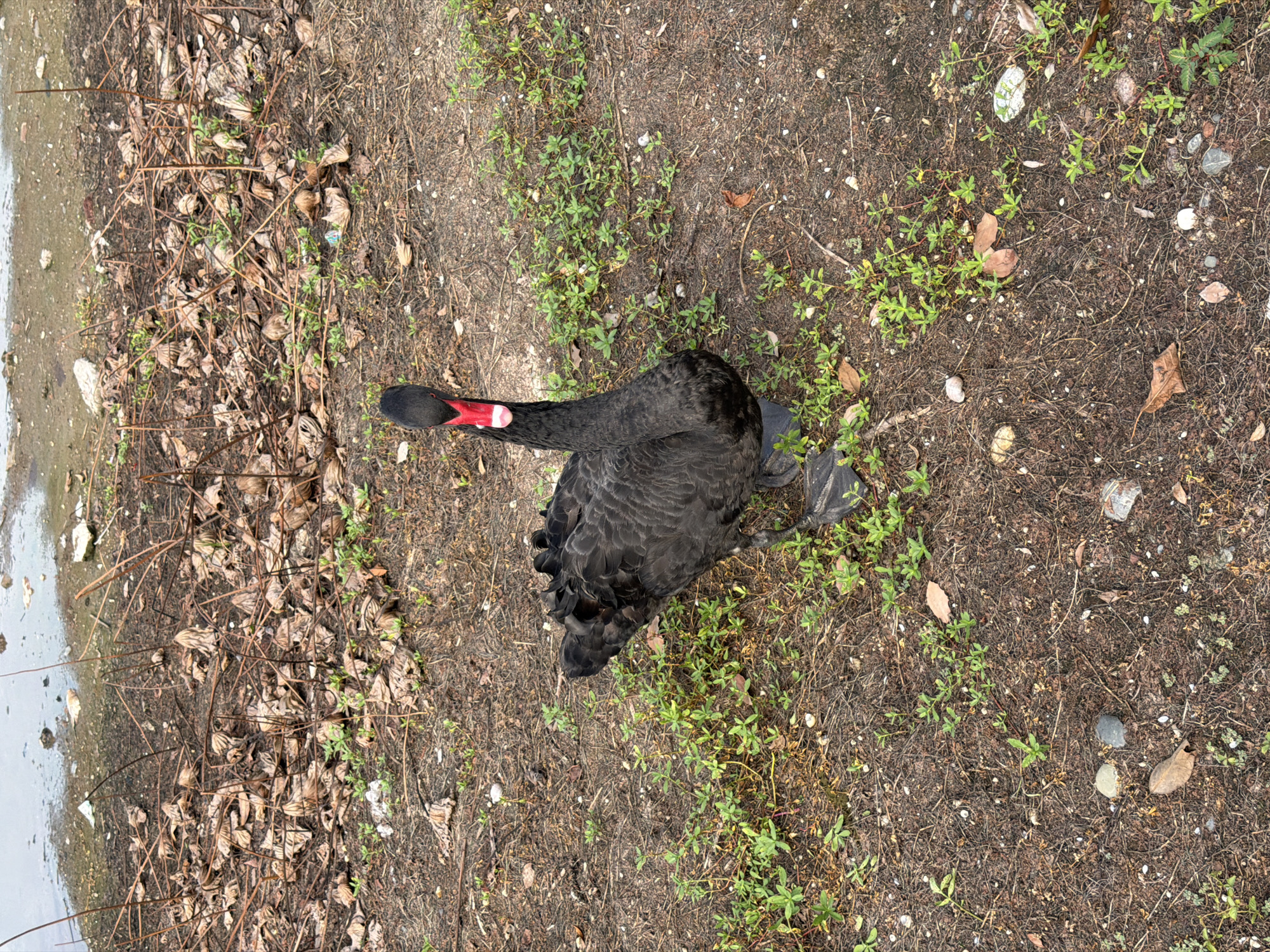 A black swan with a red and white beak stands on the muddy, leaf-strewn bank of a body of water. The swan is facing the camera, its neck curved. The ground is covered with dry leaves, twigs, and sparse green vegetation. The water appears murky. The scene is set in Jiangjin District, Chongqing, China, near a waterfront. There are no people or other animals visible in the image. The overall impression is one of a natural, albeit somewhat unkempt, environment.