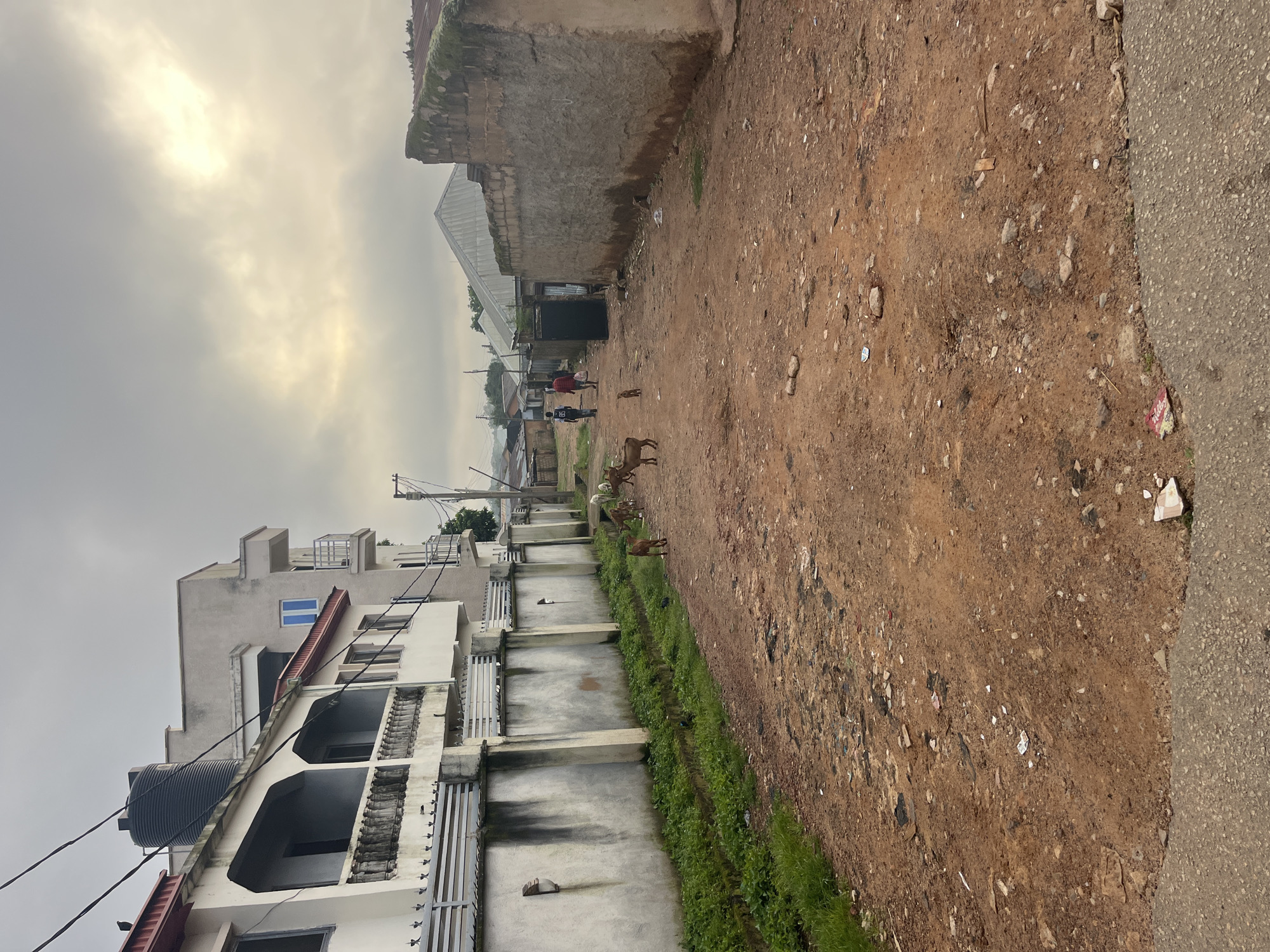 The image depicts a dusty, unpaved road in a residential area of Jos, Nigeria, under an overcast sky. On the left, a multi-story building with white walls and balconies is visible, bordered by a white fence. Adjacent to the building, a narrow strip of green vegetation runs along a ditch. Several goats are scattered across the road, some grazing and others walking. Two individuals are walking away from the camera further down the road, one in a red shirt and the other in a blue shirt. The right side of the road features a low, rough-textured wall and other buildings with corrugated metal roofs. The ground is covered in red earth, small stones, and scattered debris.
