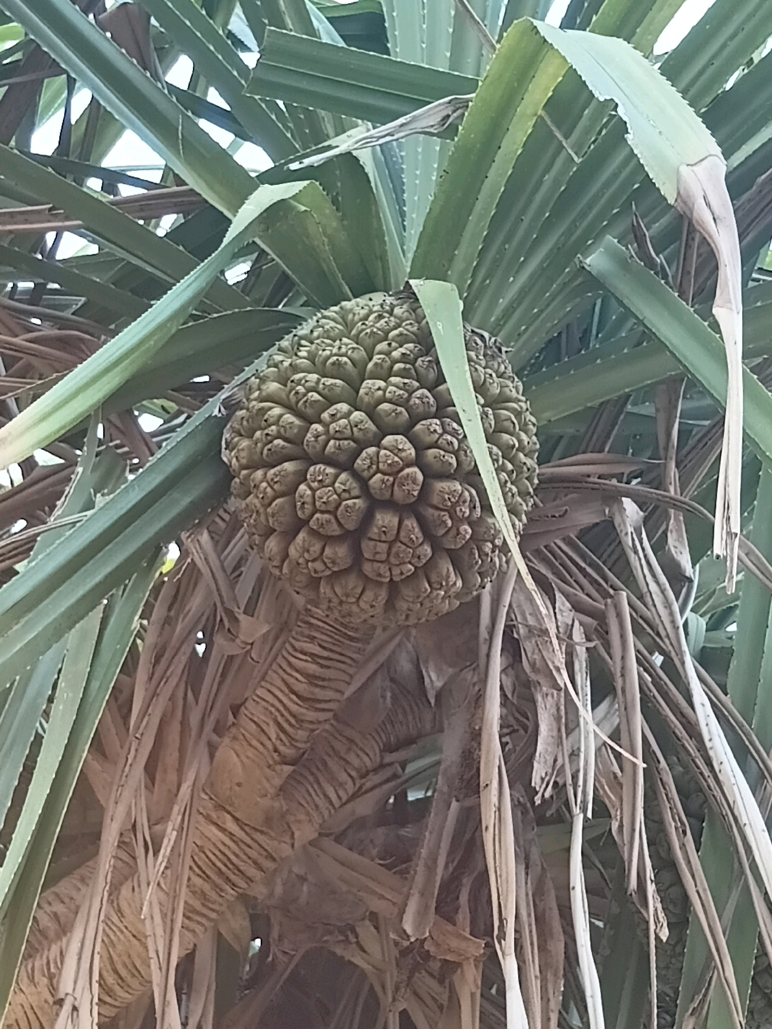 A close-up, low-angle shot captures a large, fruit-like cluster hanging from a pandanus tree in Cikal, Indonesia. The fruit is spherical and covered in numerous hexagonal segments, resembling a pineapple or a conifer cone. It is surrounded by long, spiky green leaves, some of which are dry and brown, giving a weathered appearance to the tree. The trunk of the tree is visible below the fruit, showing a rough, fibrous texture. The background is a blur of green leaves and sky, suggesting an outdoor setting.