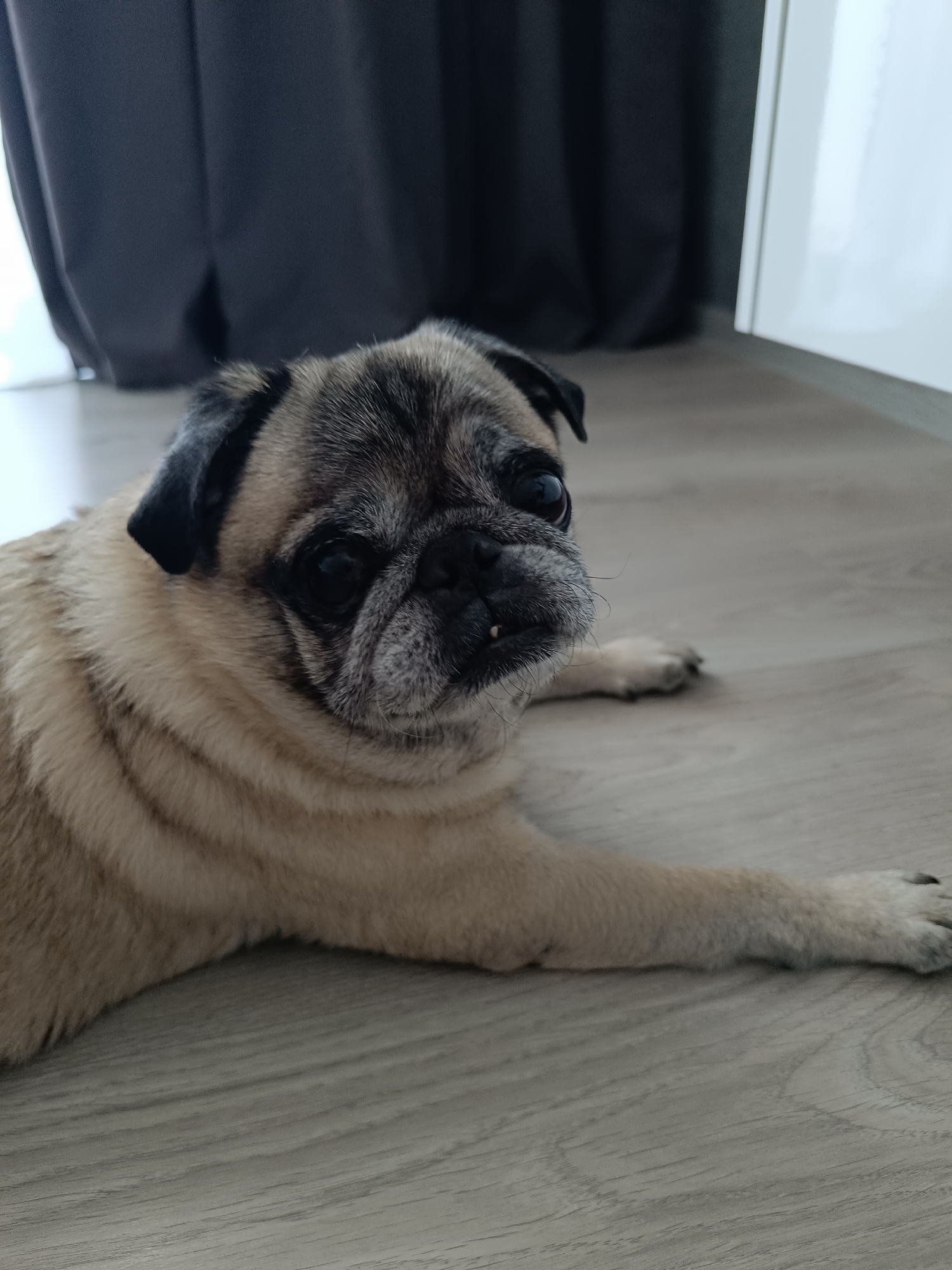 A pug dog lies on a light-colored wooden floor. The dog is fawn-colored with black markings on its face and ears. It is looking towards the camera with its head tilted slightly. One of its front legs is extended in front of it, and its hind legs are tucked underneath its body. In the background, there are dark gray curtains and a white door. The scene appears to be indoors, likely in a residential setting. There is no specific indication of the location being in Târgu Jiu, Romania.