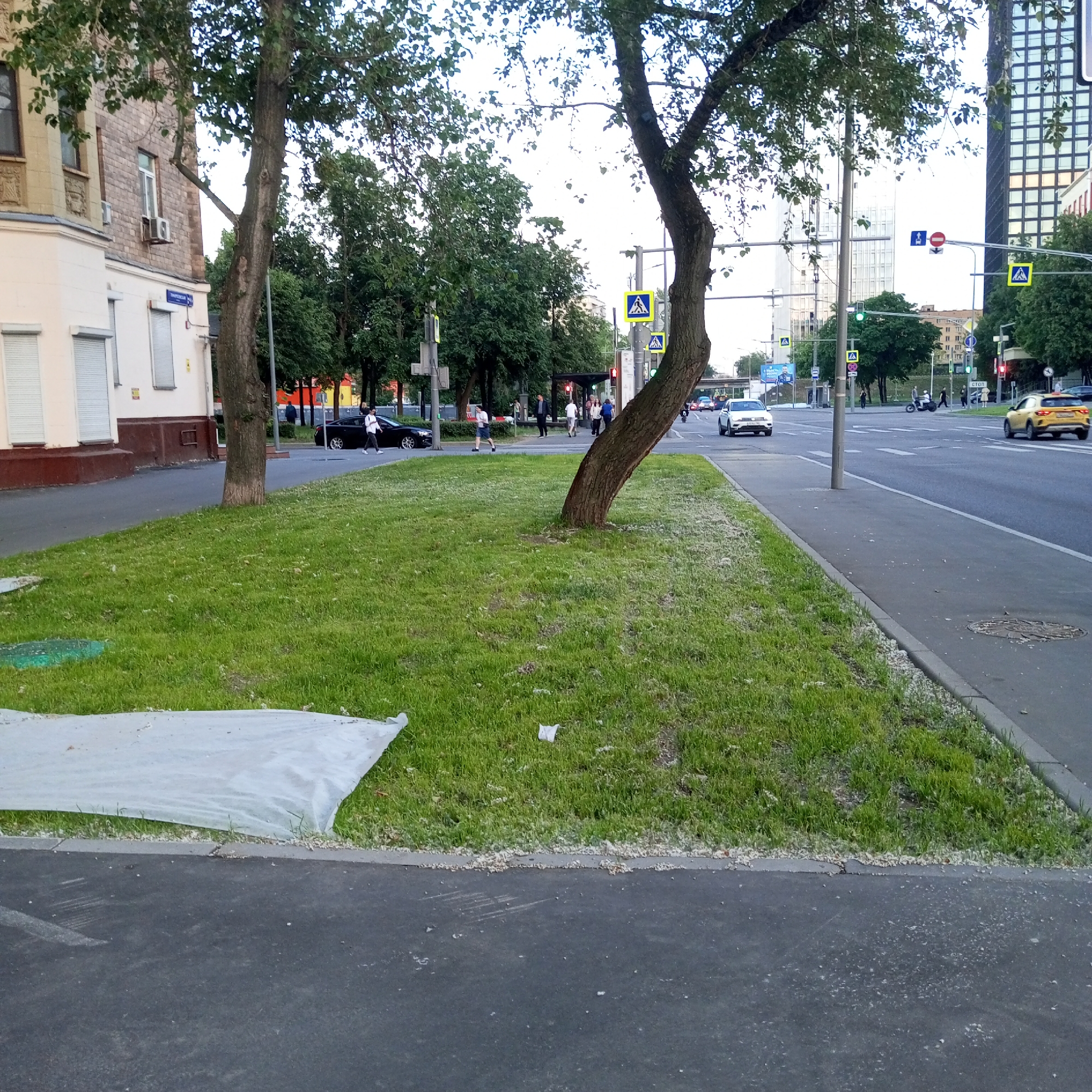 The image depicts a street scene in Moscow, Russia, likely during the daytime. In the foreground, a strip of green grass is visible, bordered by asphalt. A white plastic sheet is spread on the grass on the left side of the frame. A large tree with a dark, textured trunk stands in the middle of the grassy area, its branches extending upwards.
The background shows a multi-lane road with several cars. A white car is driving in the foreground left, and a yellow car is in the distance on the right. Pedestrians are seen walking on the sidewalk and crossing the street at a pedestrian crossing, indicated by a yellow sign with a pedestrian symbol. Traffic lights are visible, with one showing a green light for traffic. Buildings line the street on the left and right sides. The building on the left appears to be an older brick structure with windows and an air conditioning unit. The building on the right is a modern, tall glass skyscraper. The sky is overcast with light.