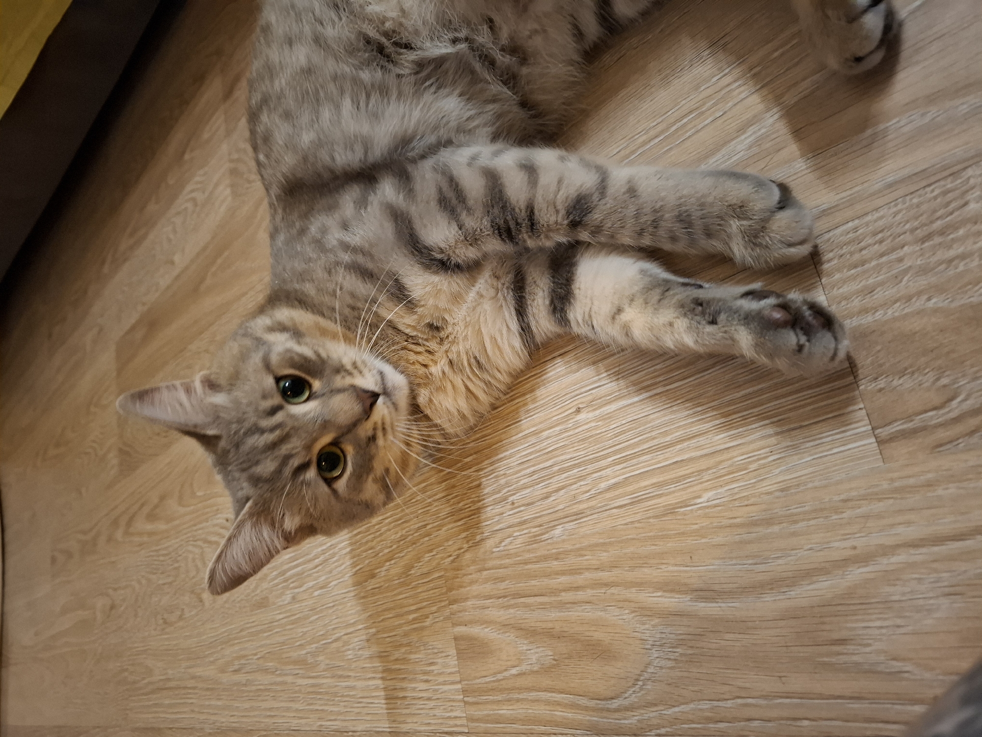 A tabby cat with light green eyes is lying on a light brown wooden floor. The cat is positioned diagonally in the frame, with its head facing the upper left corner and its body extending towards the lower right. Its fur is a mix of grey and brown stripes. The cat's front paws are visible, with one paw slightly tucked under its chest and the other extended forward. The wooden floor has a distinct grain pattern. Shadows from the cat are cast on the floor to its left. The background shows a dark, blurry area, possibly furniture or a wall, and a hint of yellow. This scene is consistent with a domestic environment. The specific location in Zemun Urban Municipality, Serbia, cannot be determined from the visual information alone.
