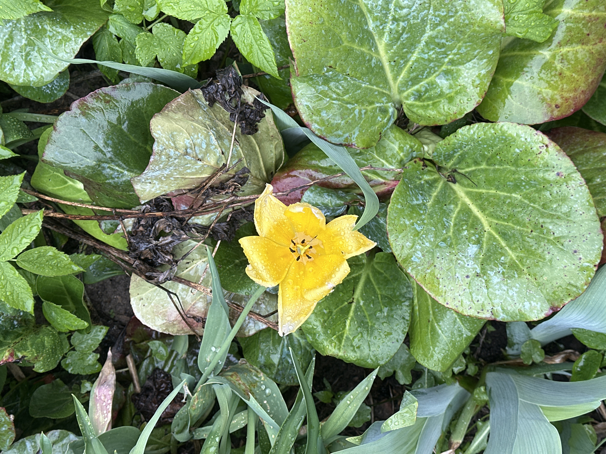 A yellow tulip, covered with water droplets, blooms amidst a patch of varied green foliage. The leaves exhibit a range of textures and shapes, from broad, rounded leaves with reddish edges to smaller, textured leaves. Some of the leaves appear wilted and brown. Thin, blade-like leaves also mingle within the scene. The location of Nizhny Novgorod, Russia, is not evident from the visual details.