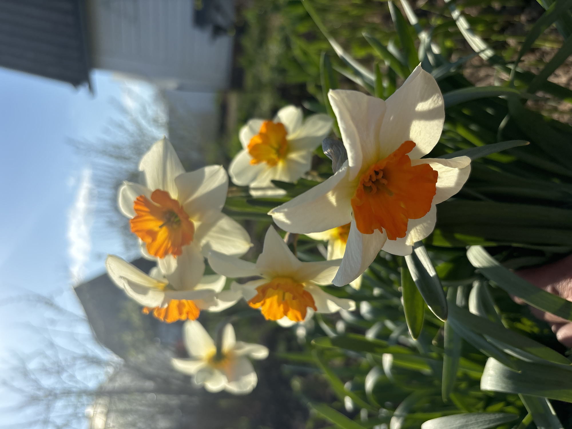 The image shows a close-up view of several daffodils with white petals and orange centers, growing outdoors. Green foliage surrounds the flowers. A blurred building is visible in the background, along with a reflective sky that suggests sunlight. Without additional evidence, identifying the specific location in Noviy, Russia is not possible.