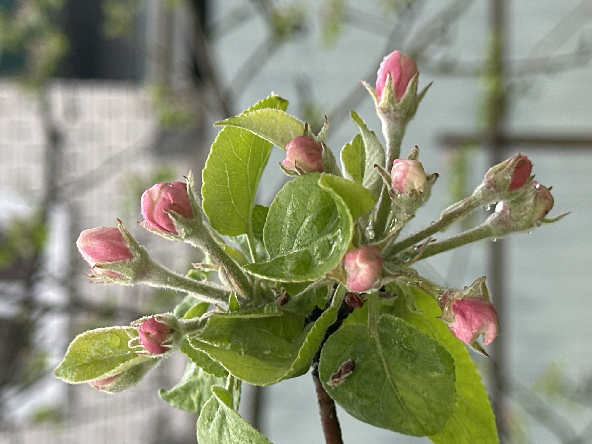 A close-up image features a cluster of apple blossom buds and new leaves. The buds are predominantly pink and tightly closed, suggesting they are on the verge of blooming. The leaves are bright green, with a slightly hairy texture and water droplets on some of the surfaces. The stems supporting the buds and leaves are also covered in fine hairs. The background is blurred, showing a mix of foliage and buildings, suggesting a garden or park setting, but does not definitively locate the scene to Nizhny Novgorod, Russia. The image is well-lit, with natural light illuminating the subject.