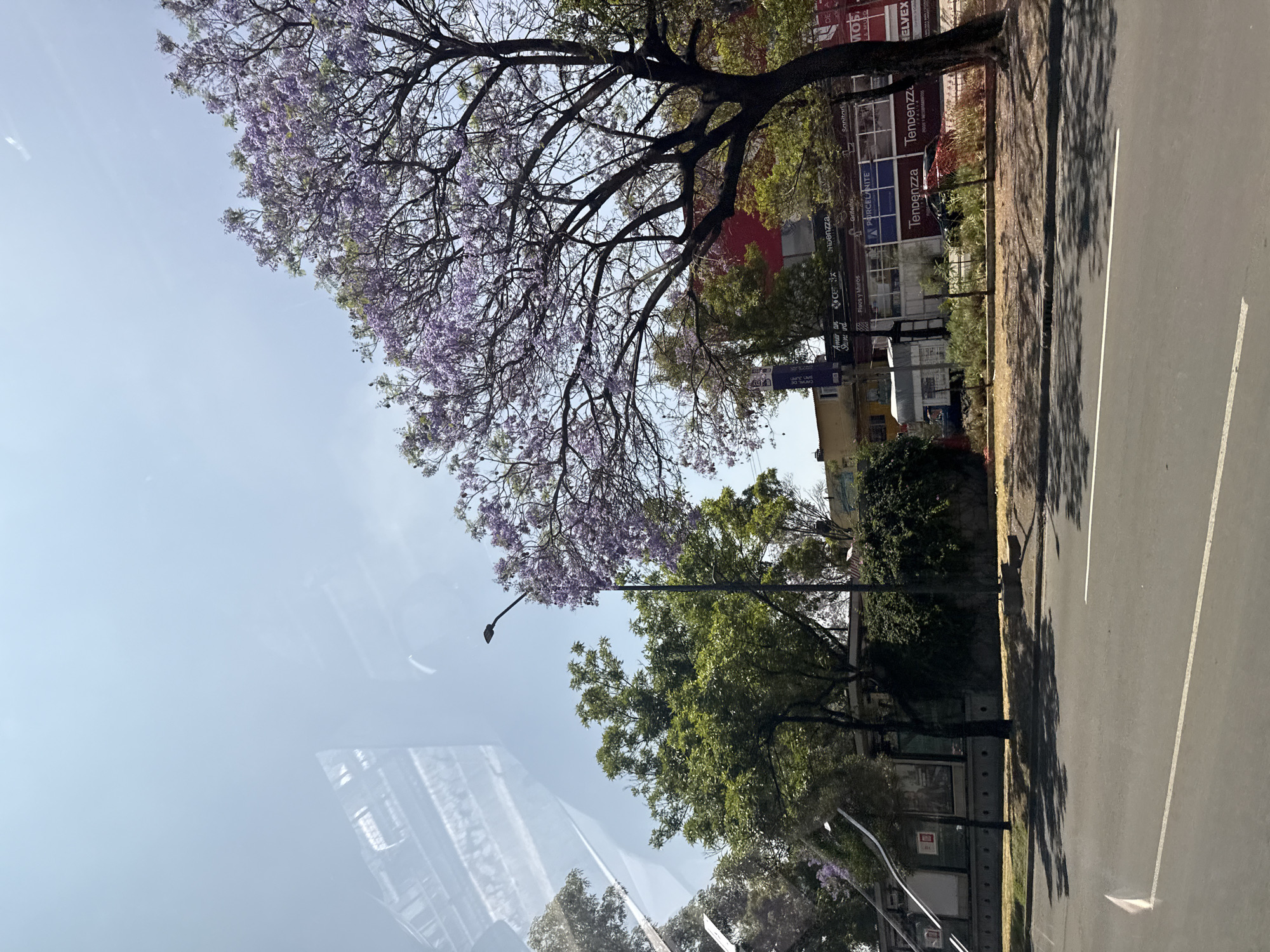 This image depicts a street in Mexico City, Mexico, characterized by a wide asphalt road with a white line marking the lanes. Adjacent to the road is a sidewalk area featuring light green vegetation and the bases of light posts. Buildings stand behind the trees, with visible signage. Overhead, a large tree with delicate purple blossoms dominates the view, casting shadows on the street. The sky is a bright, clear blue.