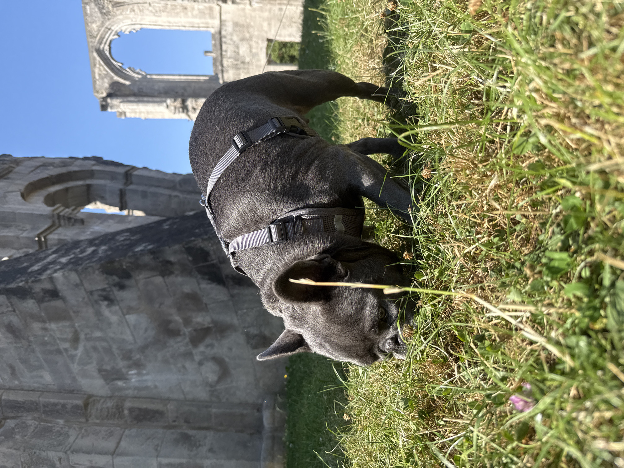 A French bulldog is sniffing the grass in front of the ruins of Walkenried Abbey in Germany. The dog is a dark gray color and is wearing a gray harness. The ruins are made of stone and are in the background. The sky is blue and there are some clouds. The grass is green and there are some small flowers in the grass. The sun is shining and it looks like a warm day.