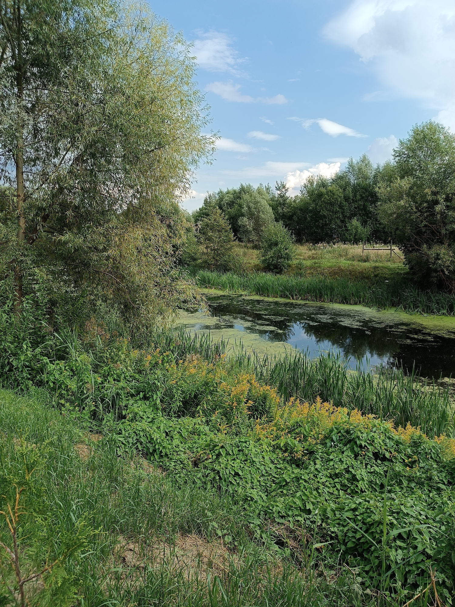 The image depicts a natural landscape with a body of water in the foreground and a dense green forest in the background under a partly cloudy sky. The water, possibly a river or pond, is partially covered with a layer of green algae and reeds grow along its edges. The left side of the image is dominated by a large tree with a visible trunk and a full canopy of leaves. The right side of the image shows more trees and vegetation. The overall impression is that of a tranquil, undeveloped natural area. The location is described as the city of Быково, Russia, suggesting this is a scenic spot within or near the city.