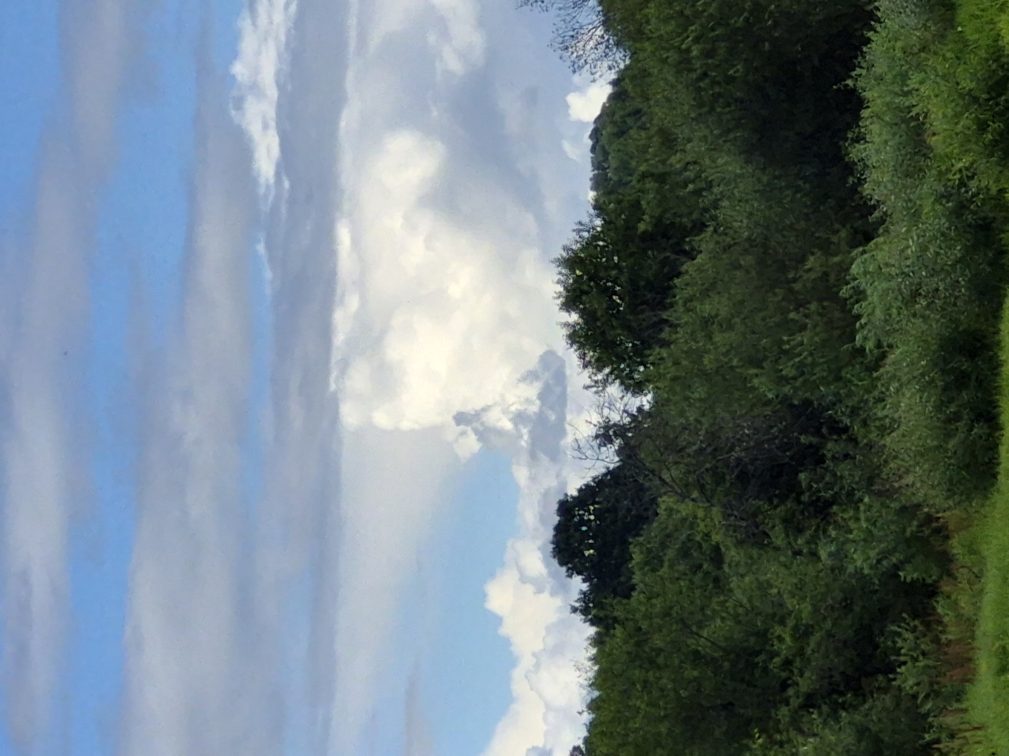 This is a vertically oriented, slightly desaturated image depicting a natural scene with a focus on the sky and a dense line of trees. The left side of the image is dominated by a bright blue sky filled with streaks of white, wispy clouds that appear elongated and layered, suggesting a breezy day. The right side of the image features a thick expanse of lush green trees. The foliage is dense, with varying shades of green indicating different types of trees and the play of light and shadow. The tree line appears to be on a gentle slope, rising towards the top of the frame.
The overall impression is one of a serene, natural landscape. The lighting suggests it could be daytime, possibly late afternoon or early evening, given the soft quality of the light filtering through the clouds and illuminating the green of the trees. There are no people or man-made objects visible in the frame, emphasizing the natural setting. The scene feels peaceful and unhurried. The location context provided places this scene in Sooblase, Estonia, which might imply a temperate climate and a rural or semi-rural environment. There is no visible text in the image.