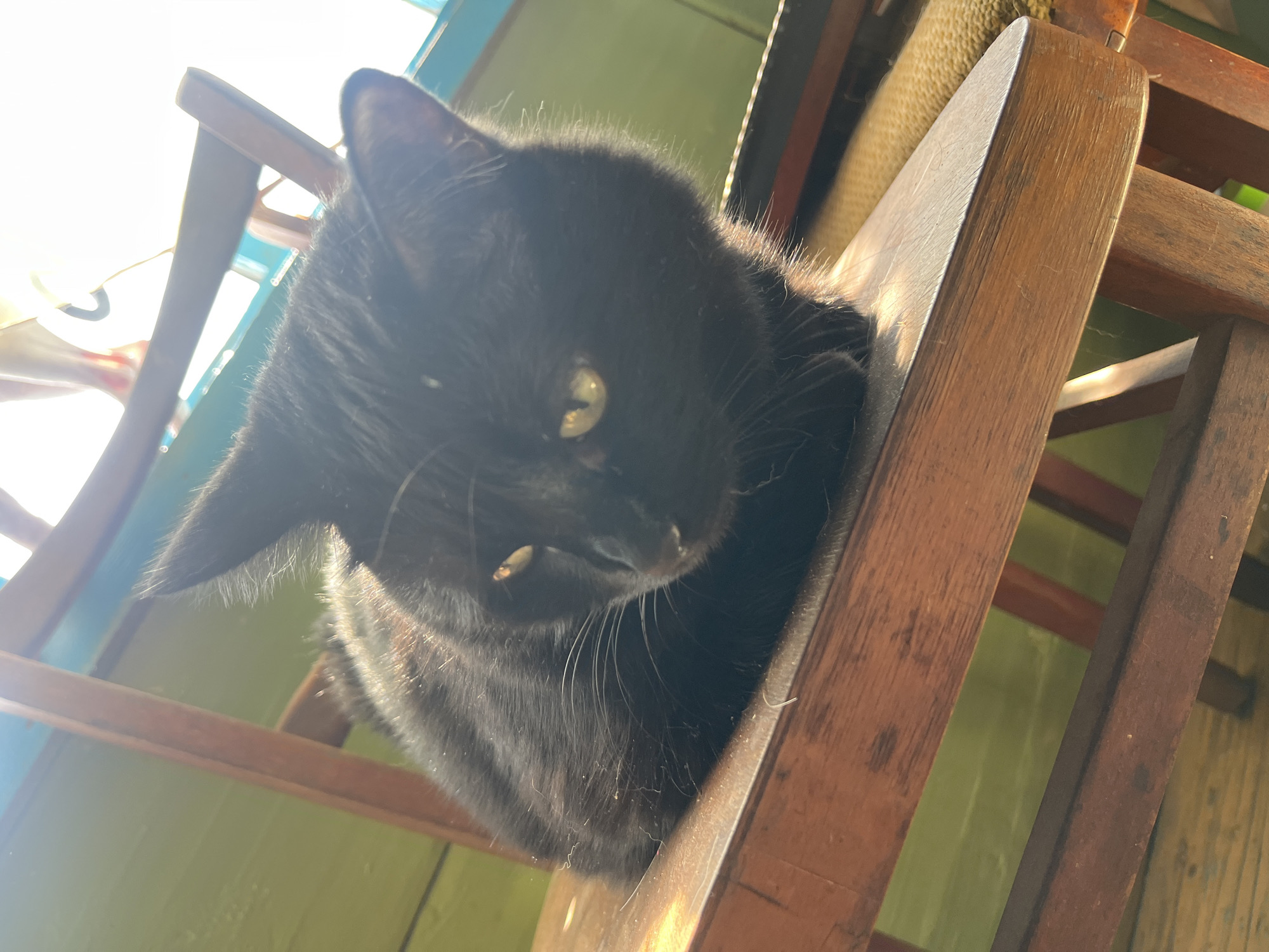 A black cat with yellow eyes is resting on a wooden chair. The cat is partially in shadow, but sunlight illuminates its fur and highlights some dust particles. The chair has a worn, wooden appearance and is positioned in front of a green wall. The background shows a bright, possibly outdoor, environment with glimpses of blue and yellow. The image is taken from a low angle, focusing on the cat. There is no information about the city of Nizhny Tagil, Russia, present in the image.