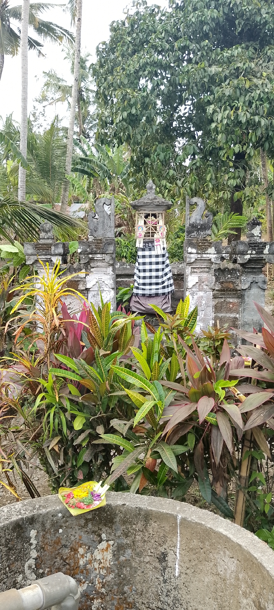 In Pekutatan, Indonesia, a stone temple structure stands partially obscured by lush green foliage. The temple features an ornate lantern-like structure, draped with a black and white checkered cloth and topped with traditional offerings. The temple is flanked by weathered stone pillars, one of which is adorned with a carved swan. In the foreground, a collection of colorful plants with broad leaves, some with deep red hues, thrive. A concrete well or basin with a pipe attachment is visible in the lower portion of the frame, holding a small offering of flowers and leaves. The background is filled with a dense canopy of trees, including tall palm trees, creating a tropical ambiance. The scene appears to be an outdoor, religious site, possibly a temple or shrine, set within a village or natural landscape.