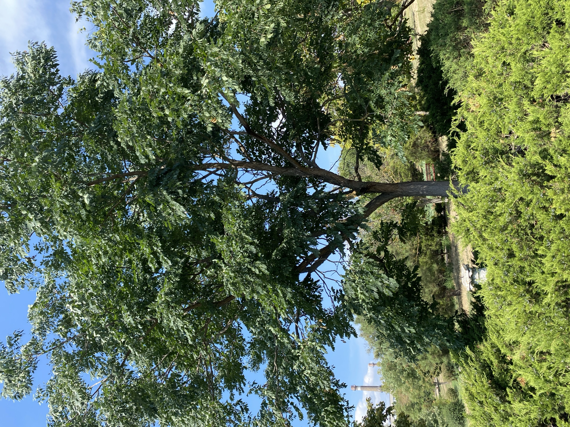 The image shows a large tree with green leaves in a park setting. In the background, two industrial chimneys are visible, with smoke emanating from the one on the left. The sky is blue with some scattered clouds. The foreground is filled with lush green bushes. The scene is likely located in the city of Chornomorsk, Ukraine, given the industrial backdrop.