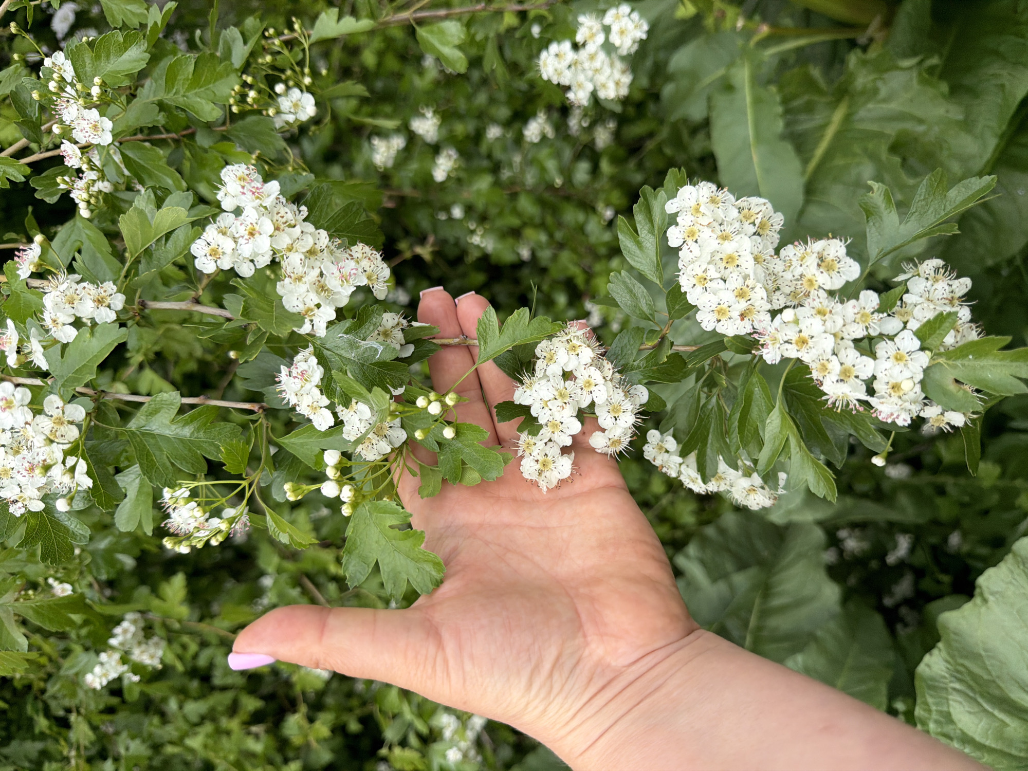 A close-up shot depicts a person's hand gently holding a flowering branch of a plant. The flowers are small, white, and clustered together, with green leaves interspersed among them. The hand is pink-toned with a nail painted a light lavender color. The background features more of the flowering plant, creating a dense, green backdrop. The location is Leningradskaya, Russia.