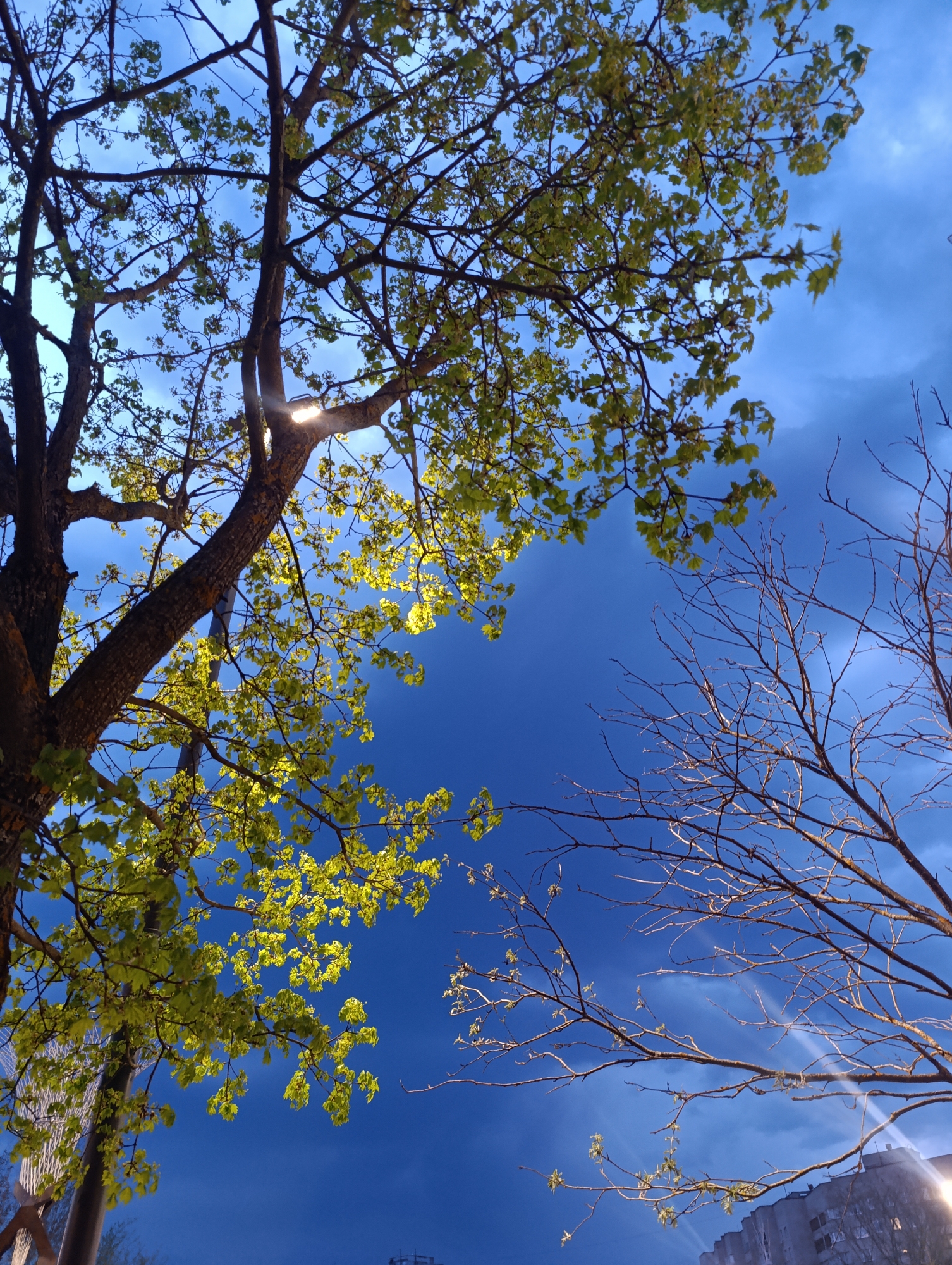 A low-angle shot reveals a blue sky streaked with wispy clouds. A large tree with green leaves occupies the left side of the frame, illuminated by an unseen light source. To the right, bare branches of another tree reach upwards. In the background, a building is partially visible, suggesting an urban setting within the city of Unknown, Unknown.