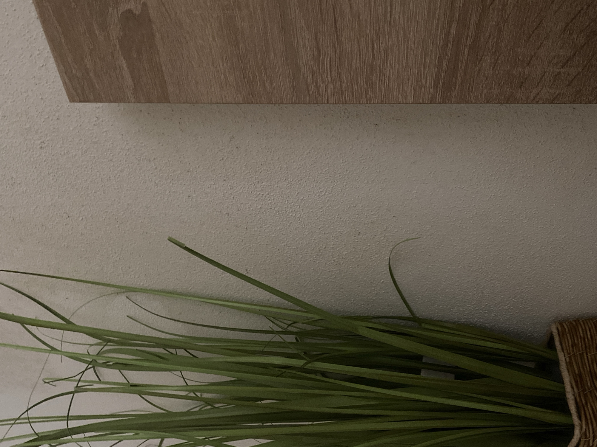 The image shows a close-up view of a decorative plant in a woven basket placed next to a textured wall and a wooden surface. The plant consists of tall, thin, green stalks that reach upwards, some with slightly curved tips. The wall behind the plant has a rough, speckled texture, appearing light beige or off-white in color. To the right of the wall, there is a vertical wooden surface with a visible wood grain pattern in shades of brown. The lighting appears dim, casting soft shadows. There are no people or specific actions depicted in the image. The location is Unknown, Unknown.