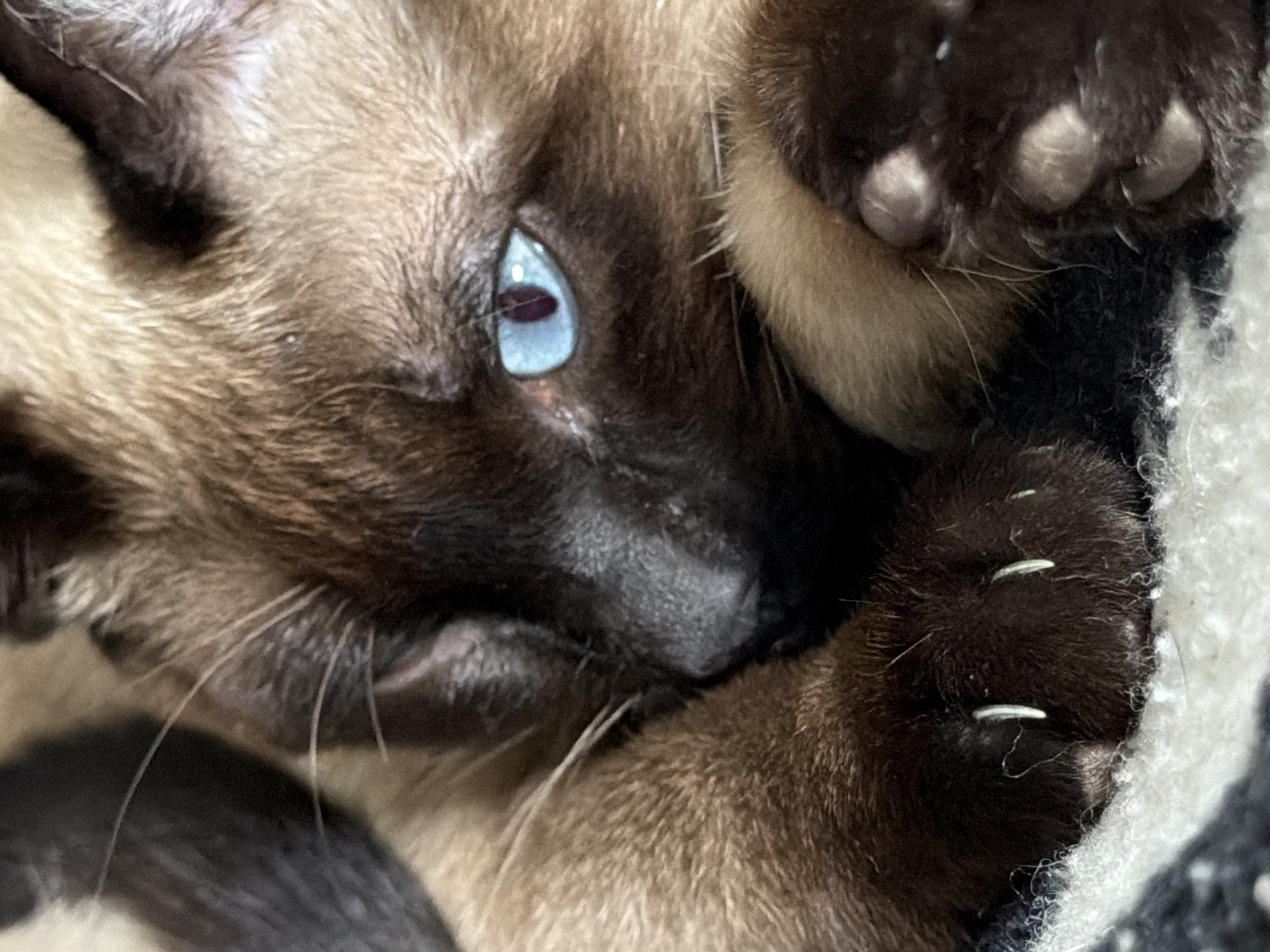 Close-up of a Siamese cat's face, focusing on its blue eye, dark brown muzzle, paws, and extended claws. The cat appears to be resting on a white and gray patterned surface. Location information is not available from the image.