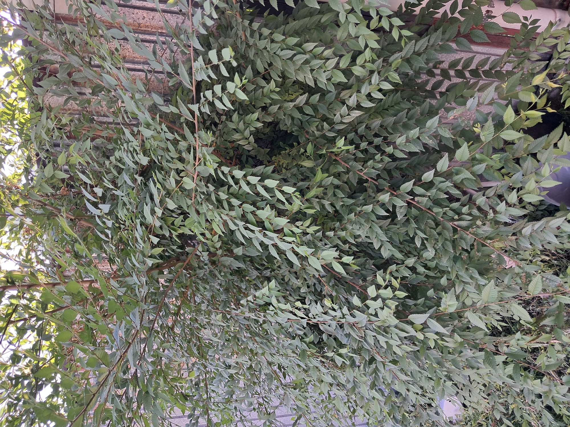 The image depicts a dense, leafy bush or small tree with numerous small, pointed green leaves on thin brown branches. The foliage is so thick that it obscures most of the background, but a glimpse of a metal fence, possibly a gate or railing, can be seen behind the plant. The overall impression is one of lush, untamed greenery. The scene is set in the city of Zhambyl, Kazakhstan. No people, actions, or interactions are visible.