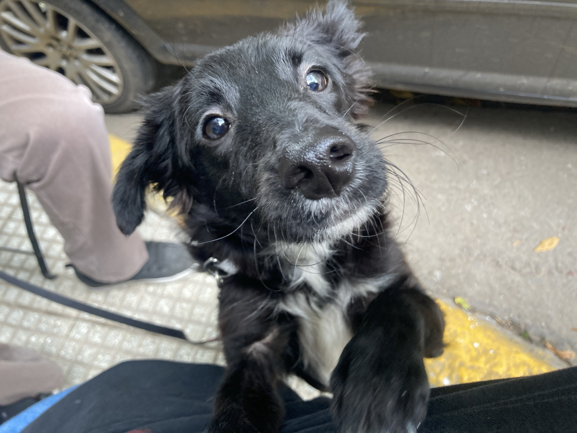 A close-up shot features a small black dog with some white markings on its chest, looking up at the camera. The dog has a shiny black nose and large, expressive eyes. A black leash is attached to its collar. To the left, the lower portion of a person wearing khaki pants and gray shoes is visible. In the background, a car tire is partially seen, and the ground appears to be pavement with a yellow painted line near the edge.