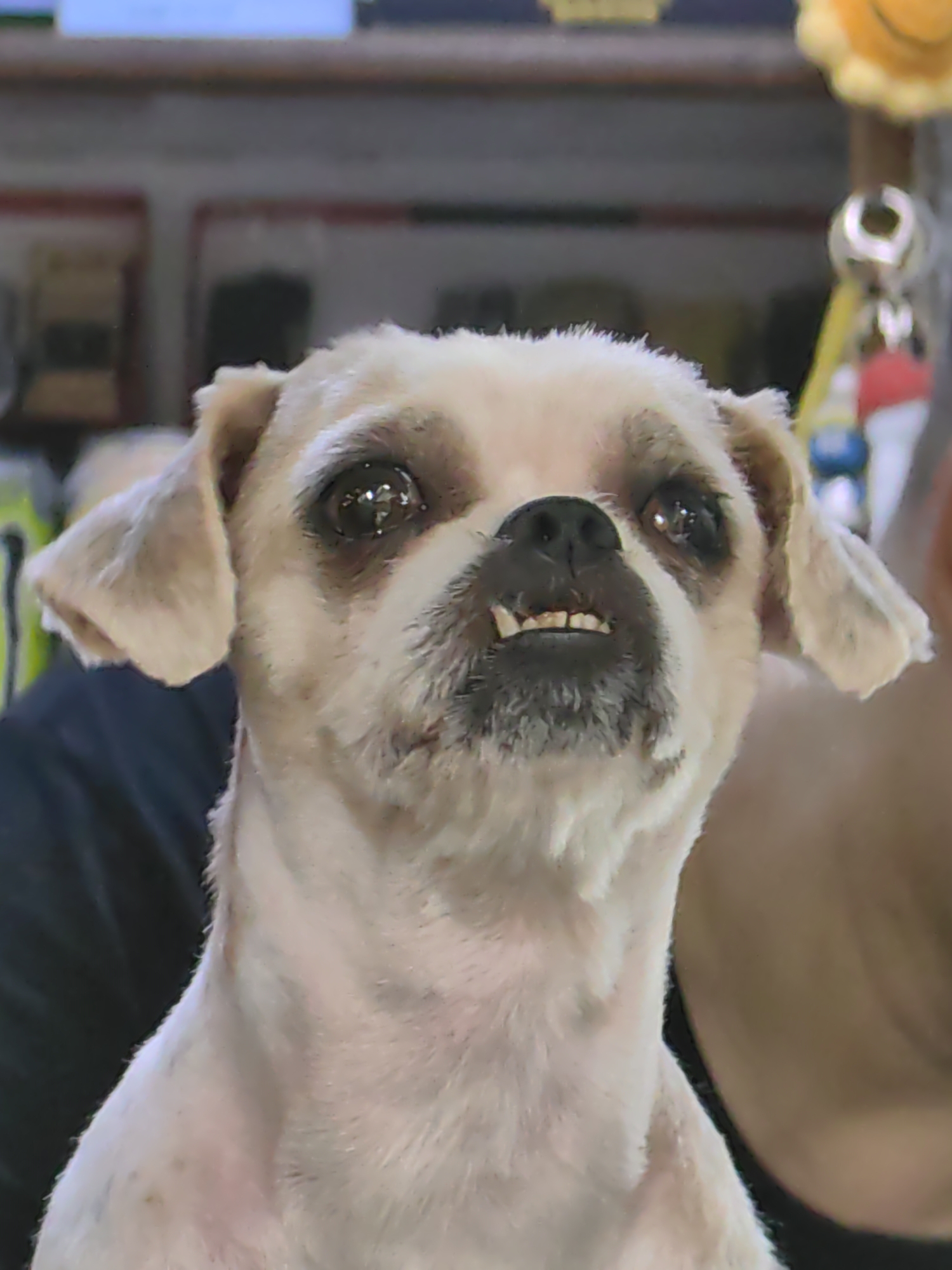 The image is a close-up, head-on shot of a small dog with light-colored fur. The dog is looking directly at the camera with its mouth slightly open, revealing its teeth. The background is blurred and appears to be indoors, with some objects and people visible, but not in sharp focus. The lighting is somewhat harsh, casting reflections in the dog's eyes. There is no discernible location in Delhi, India, depicted in this image.