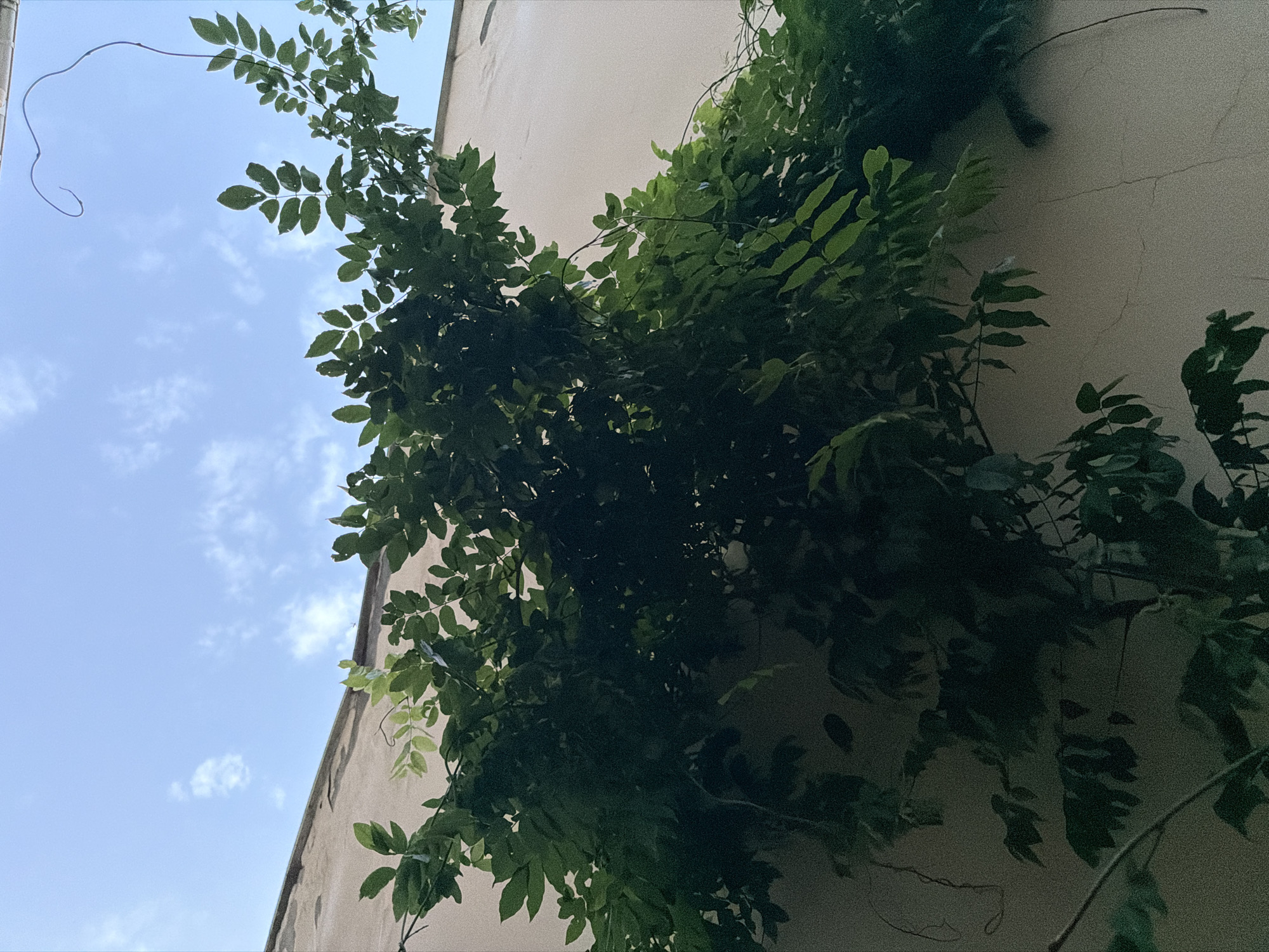 A low-angle, outdoor, natural light photograph shows lush green foliage from a vine climbing up the side of a light-colored building. The sky above is a bright blue with scattered white clouds. The vine's leaves are dense and varied in size and shape, with some branches twisting and reaching upwards. The building's wall appears textured with some faint cracks visible. The overall impression is one of nature encroaching on an urban or semi-urban environment.