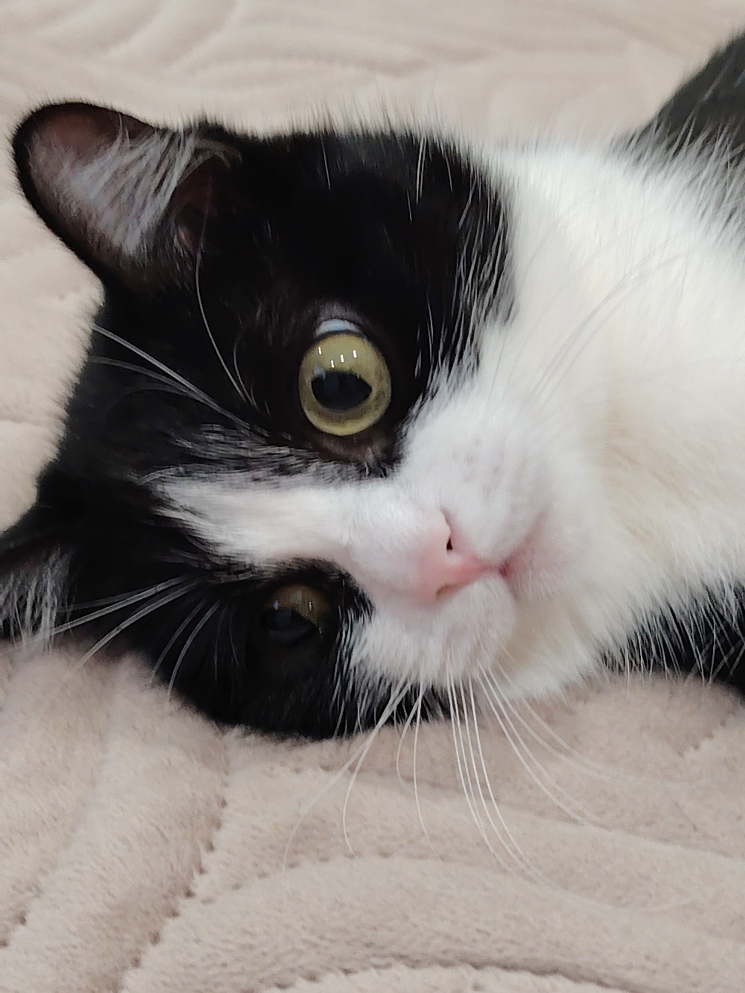 A close-up shot depicts a black and white cat lying on a beige quilted surface. The cat is positioned at an angle, with its head tilted towards the viewer. It has large, expressive eyes that are focused on the camera. The cat's fur pattern is distinct, with black patches contrasting against white areas. The cat's whiskers are long and white, extending from its nose and cheeks. The background is blurred, emphasizing the cat as the primary subject. The location is Unknown, Unknown.
