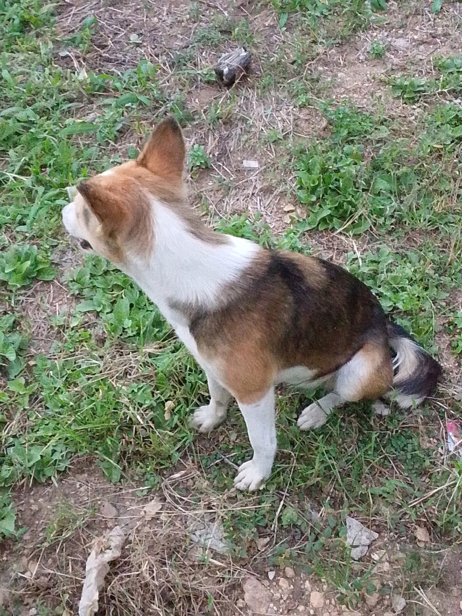 A medium-sized dog with brown, white, and black fur sits on dry grass and dirt. The dog is facing left, looking away from the camera. Its ears are pointed upwards, and its tail is curled. In the background, there are patches of green grass and some dry foliage. A small, dark object, possibly a piece of debris, is visible in the upper right portion of the frame. The ground is uneven, with scattered pebbles and some dry, brown vegetation. This scene is likely located in an outdoor, unkempt area within Serti, Nigeria.