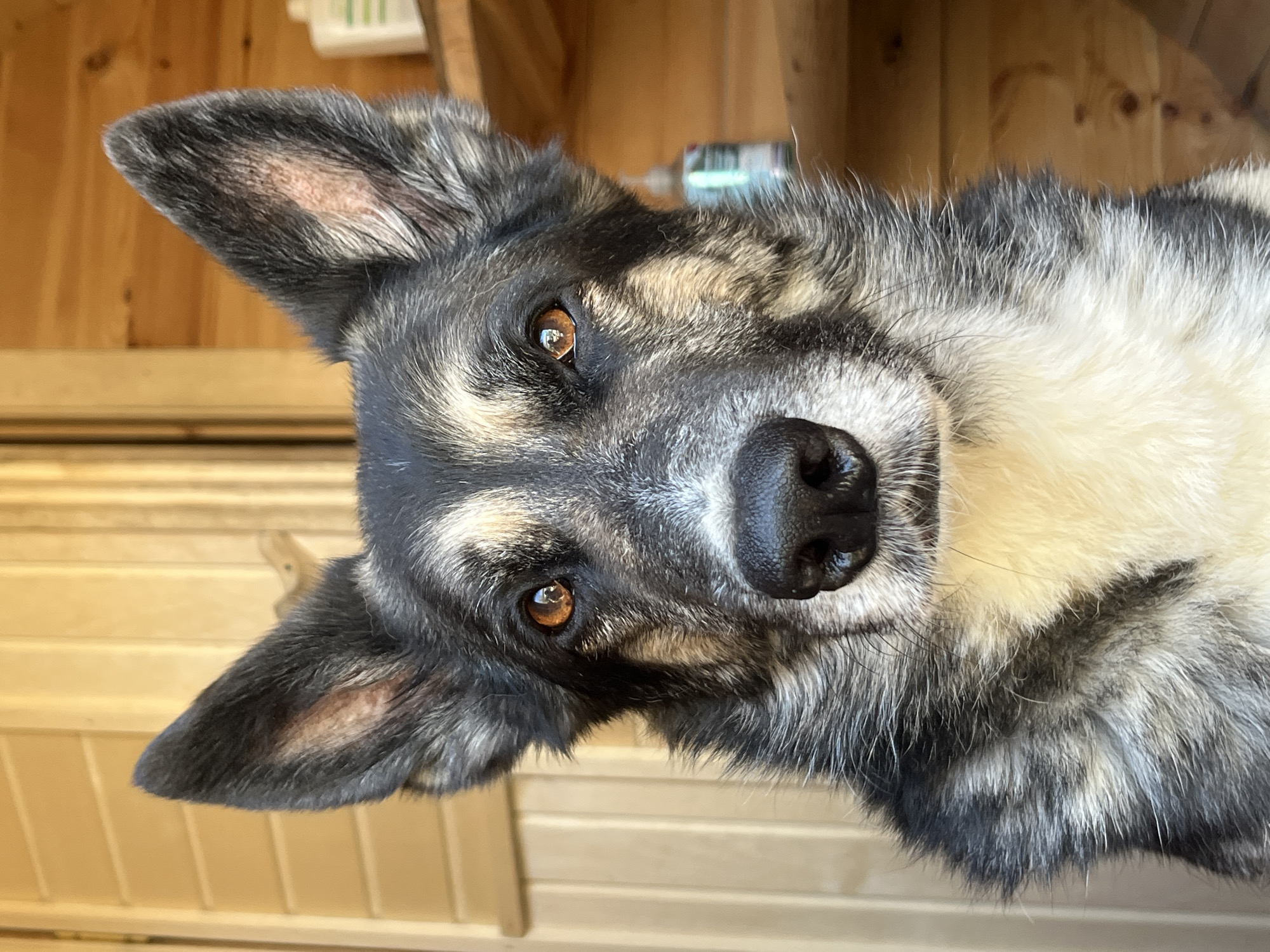 A medium shot photograph shows a close-up of a dog's face, looking directly at the camera. The dog has large, erect ears with dark grey and tan markings. Its eyes are amber with reflective pupils, and its nose is black and wet. The dog's fur is a mix of black, grey, tan, and white, with longer fur around its neck and chest. The background consists of vertical wooden planks, likely part of a building's exterior or interior. To the right, a wooden shelf is visible with two bottles on it. The lighting suggests it is daytime, possibly outdoors. There are no people or specific landmarks that would identify the location as Nizhny Tagil, Russia.