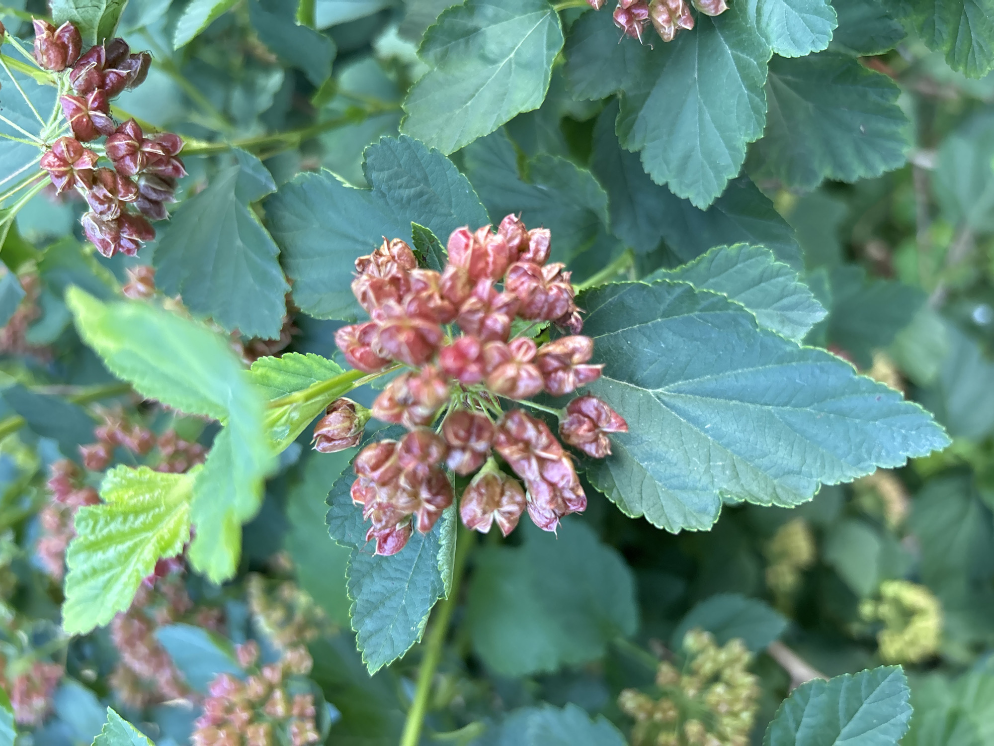 The image shows a close-up of the seed pods and leaves of a plant. The seed pods are clustered together and are a reddish-brown color, with a papery texture and visible veins. Some of the pods appear to be split open. The leaves are a dark green color with serrated edges and are slightly cupped. The background is filled with more leaves and out-of-focus seed pods, creating a dense foliage effect. The lighting suggests it is daytime. The image does not contain any people, actions, or interactions. There is no information in the image that allows for the determination of a specific location within the city of Rostov-on-Don, Russia.