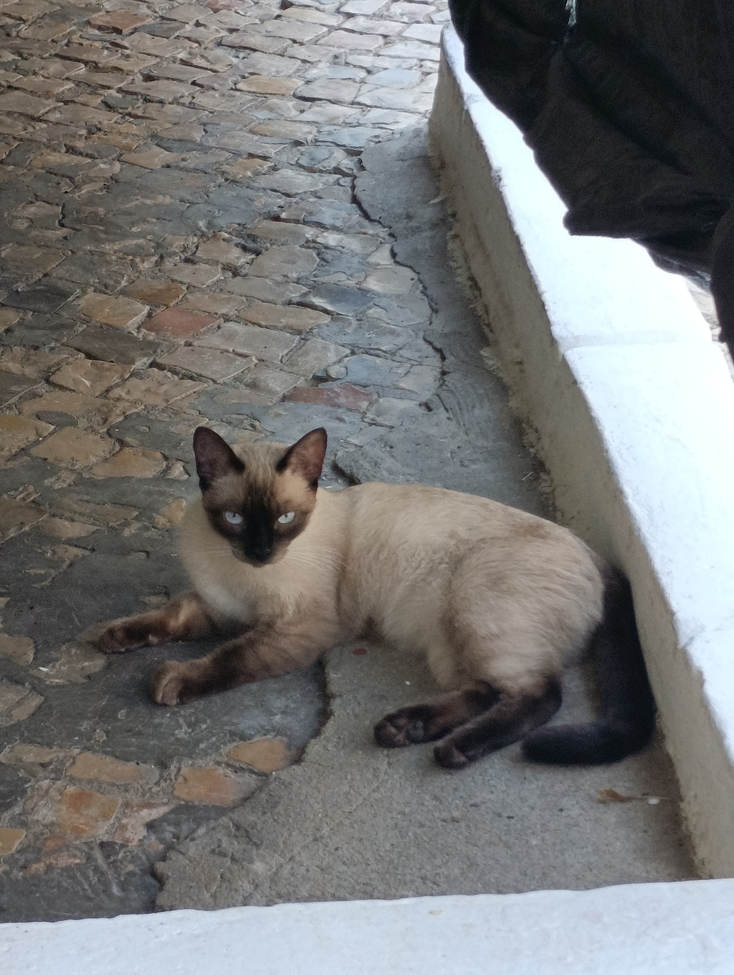 A Siamese cat with blue eyes and brown points is lying on a cobbled stone surface next to a white wall. The cat is facing the viewer, with its body angled to the right. Its paws are tucked beneath it. The cobbled surface is made up of irregularly shaped stones in various shades of grey and brown. To the right of the cat, a white, textured wall runs vertically through the frame. Part of a dark-colored fabric, possibly clothing, is draped over the top edge of the wall on the right side of the image. The background shows more of the cobbled street. The scene appears to be outdoors, likely in a pedestrian area or courtyard. The image does not provide specific landmarks to pinpoint a precise location within Setúbal, Portugal, but the architectural style suggests a European city.