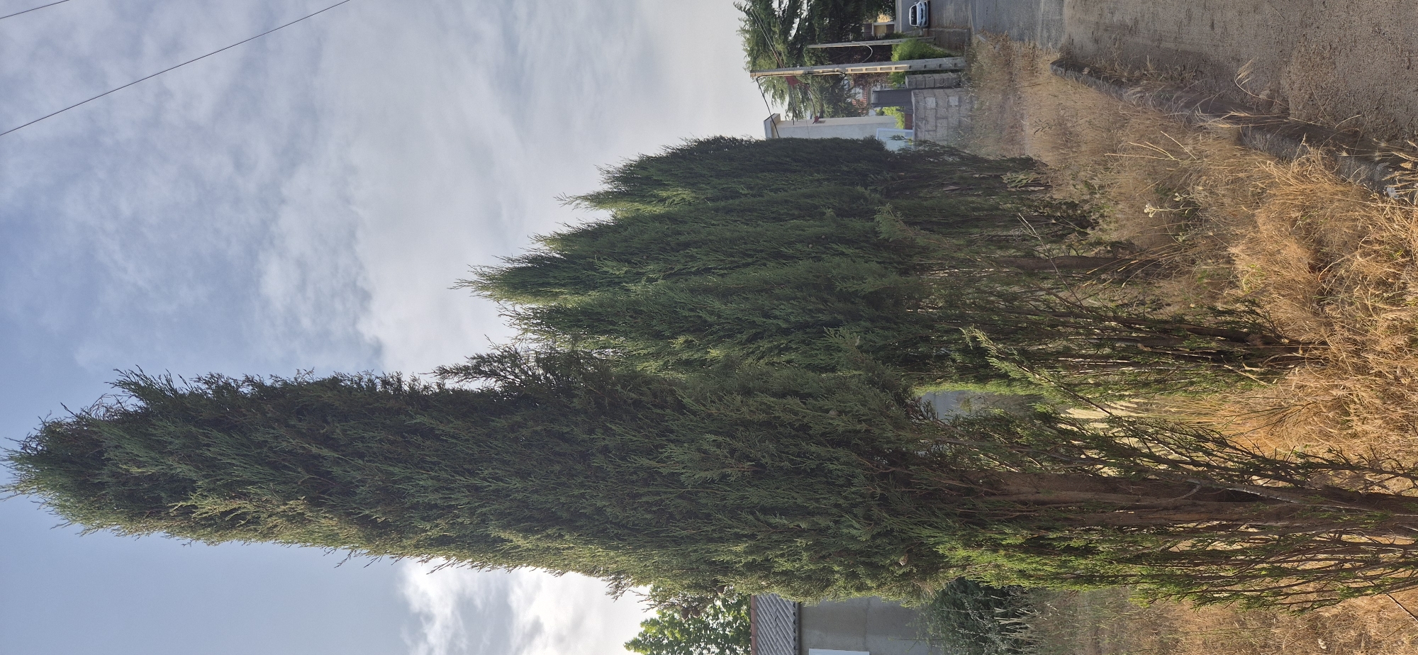 An eye-level, medium shot captures a row of tall, dark green cypress trees lining a dusty, unpaved road. The trees are densely foliaged and reach towards a partly cloudy sky. Dry, light brown grass grows at the base of the trees and along the edge of the road. In the background, to the left, a gray building with a tiled roof is partially visible, with some greenery around it. To the right, a white car is seen driving away on the road. A telephone pole with wires is also visible in the background. The scene appears to be in a rural or suburban area on a clear day.