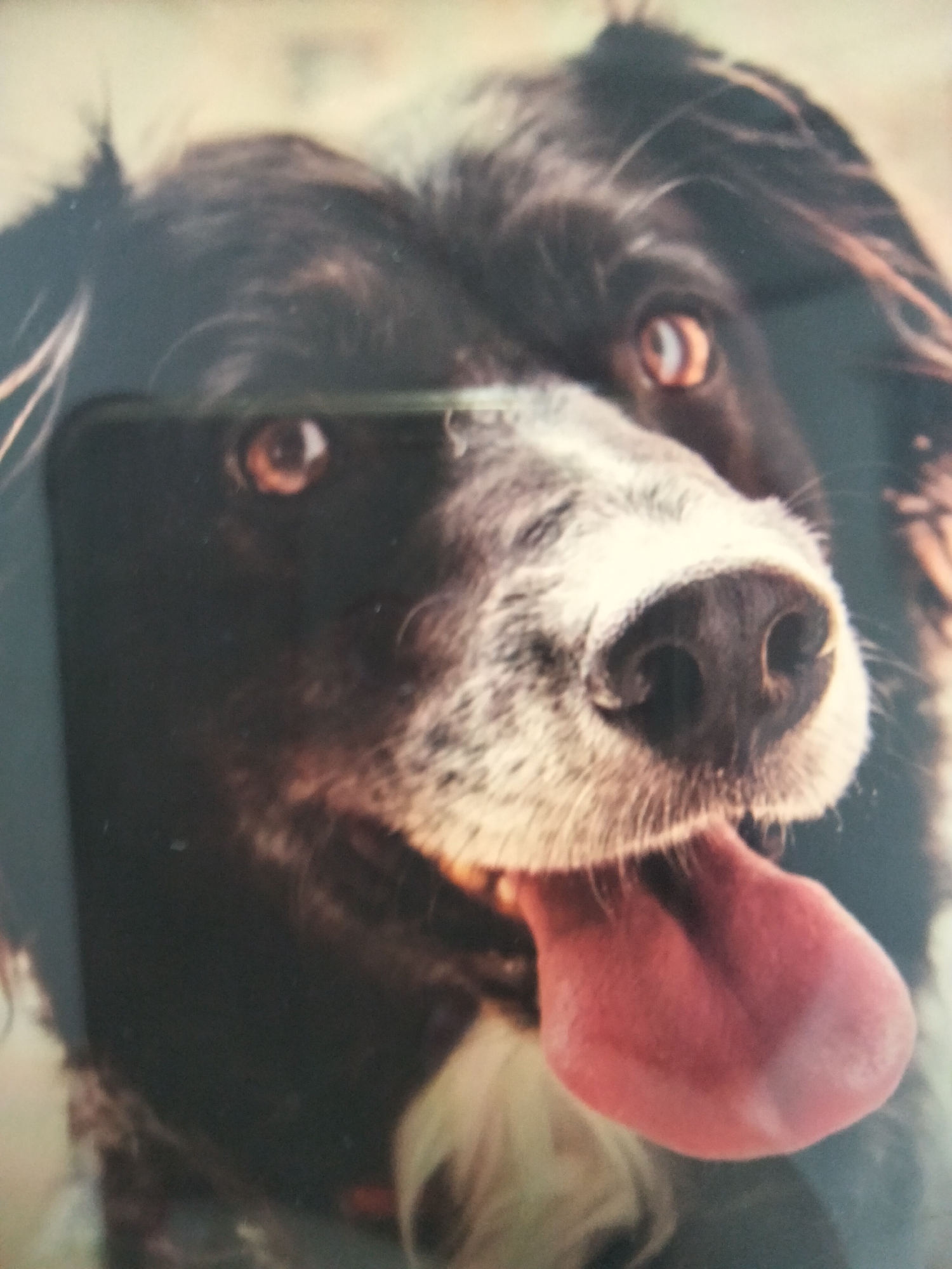 The image is a close-up photograph of a black and white dog's face. The dog is panting, with its pink tongue hanging out. Its eyes are open, and it appears to be looking directly at the camera. The background is dark and out of focus. There is no discernible location or context provided by the image itself that would allow for the determination of its presence in Payagaboh, Indonesia.