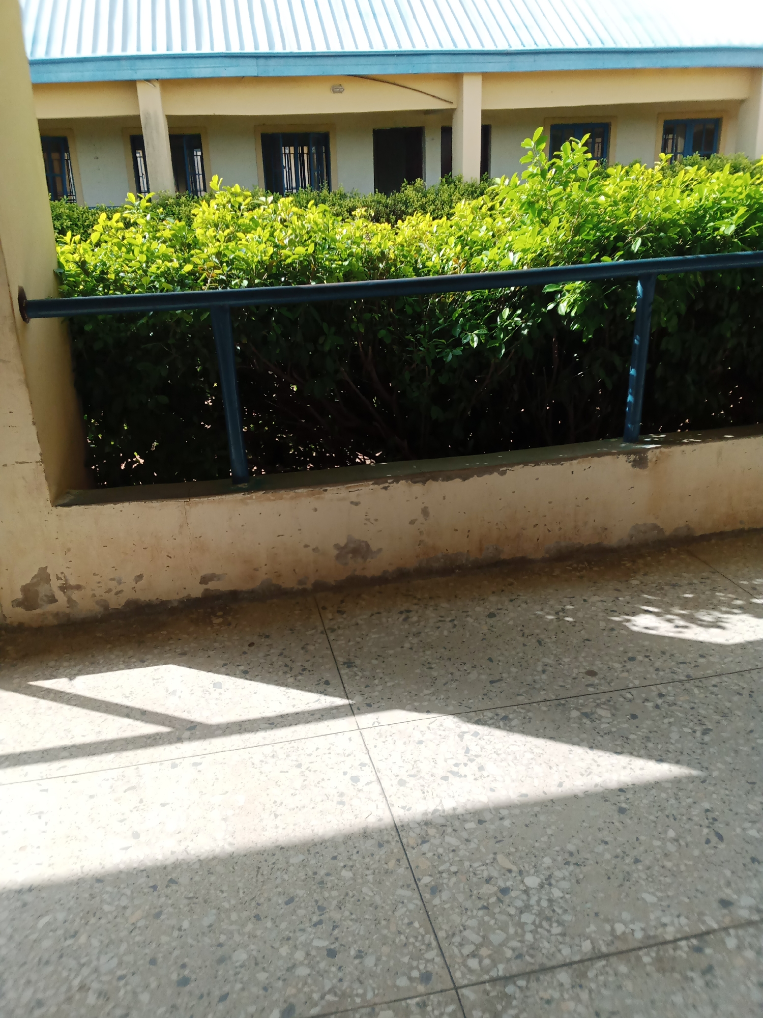 The image depicts an outdoor scene in Jalingo, Nigeria, featuring the exterior of a building with a light blue corrugated metal roof and beige walls. The building has several dark-framed windows with visible bars. In front of the building, a row of lush green bushes is bordered by a dark blue metal railing. Below the railing, there is a light-colored concrete wall with peeling paint and some discoloration, situated above a patterned terrazzo floor. Sunlight casts distinct geometric shadows on the floor, indicating a sunny day. The scene is static and appears to be a section of a school or administrative building's exterior, with no people or ongoing activity visible.