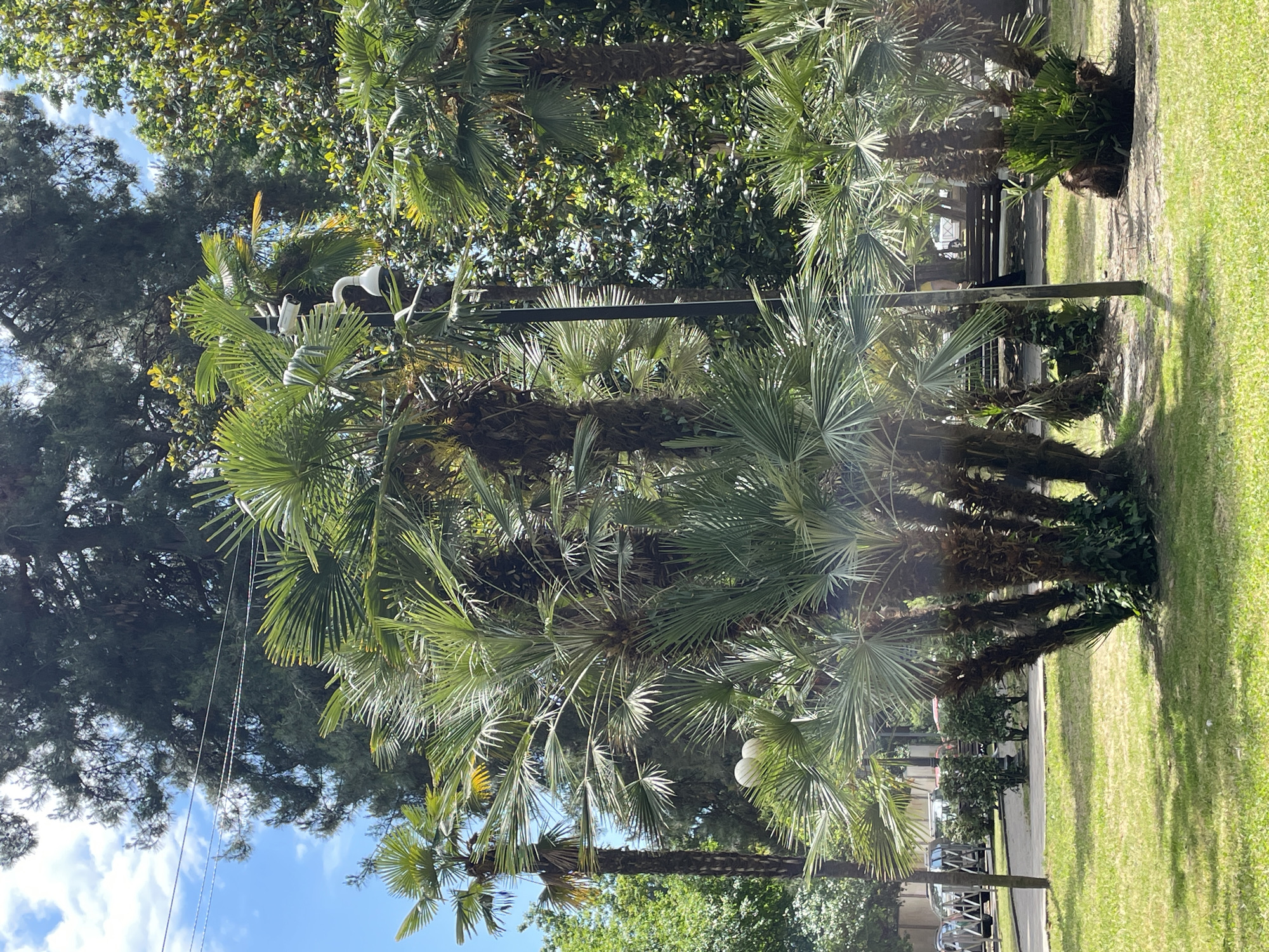 The image depicts a sunny day in Sochi, Russia, with lush green palm trees dominating the foreground. A cluster of palm trees with fronded leaves grows in the center, casting shadows on the manicured lawn. In the background, a tall, slender tree with darker foliage stands to the left, partially obscuring the sky. Further to the right, a dense canopy of green trees fills the frame. Two white security cameras are mounted on a dark pole amidst the palm trees, suggesting a public or secured area. A paved walkway or road is visible beyond the lawn, with parked cars and bushes lining its edge. The overall scene is tranquil and verdant, characteristic of a park or a landscaped urban area in a warm climate.